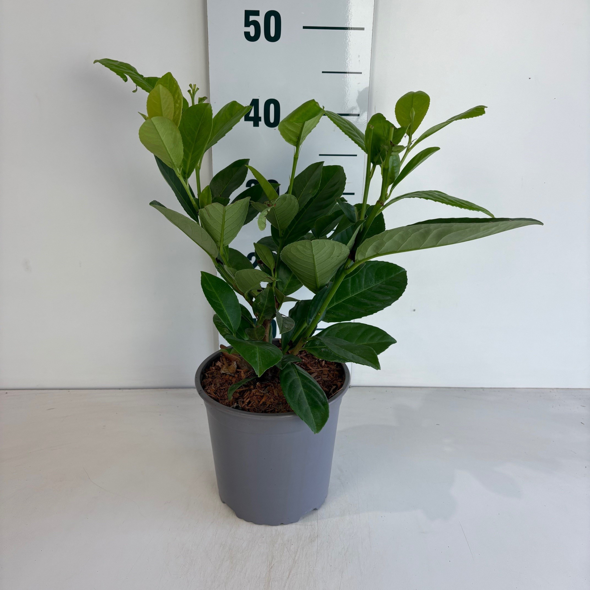 Prunus laurocerasus Rotundifolia, D 17 cm