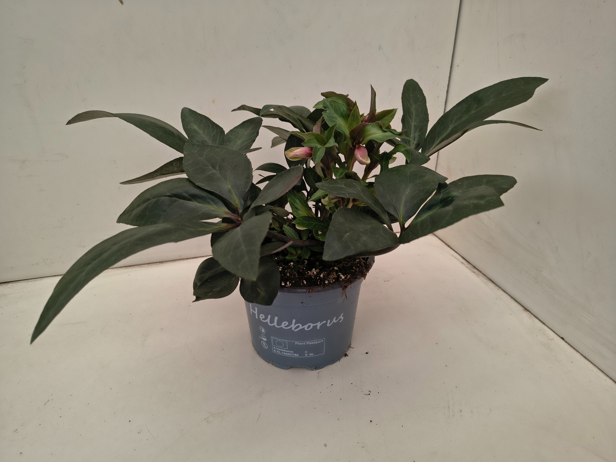 Helleborus Valeria, D 17 cm