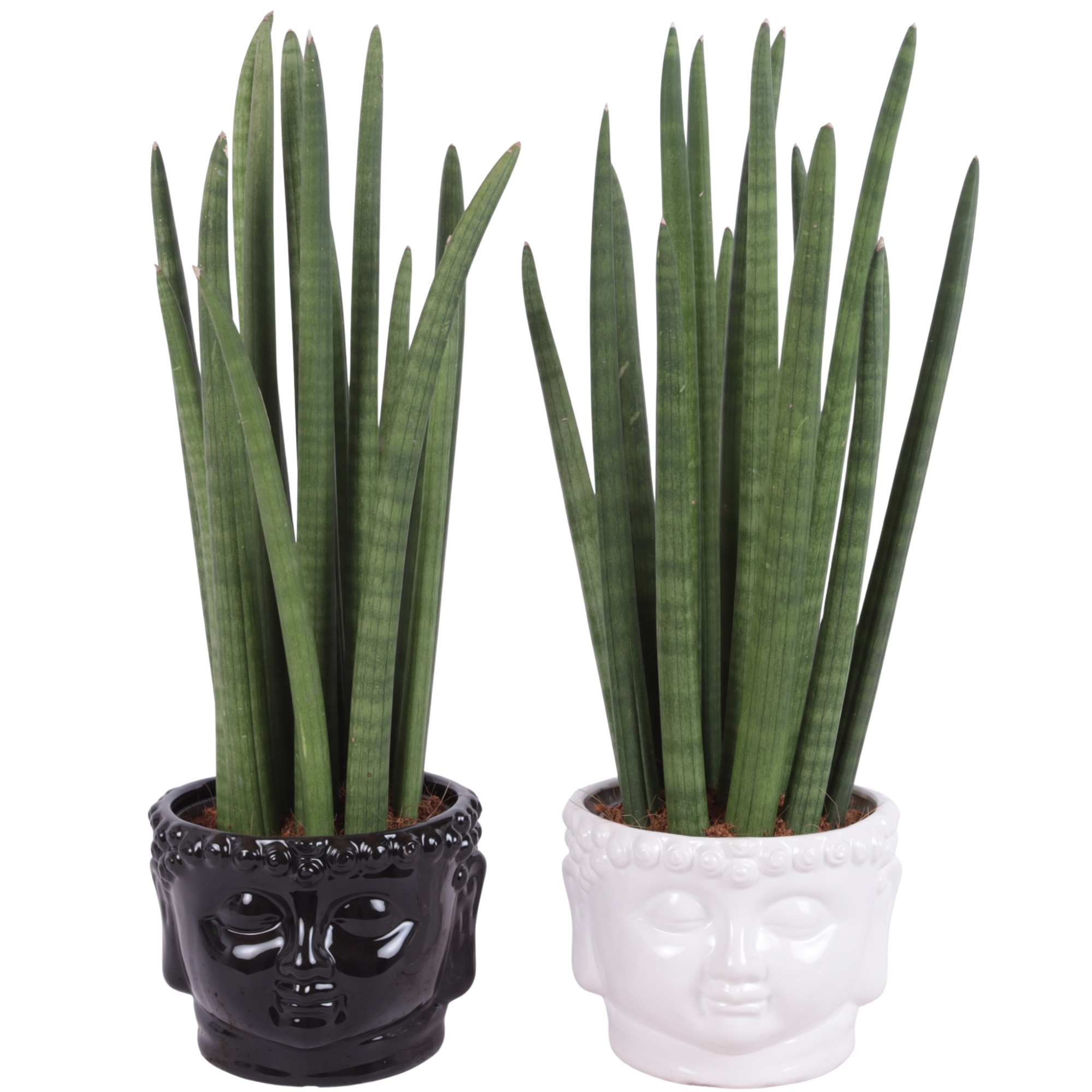 Sansevieria Cylin, Straight 14 Leaf Ø15cm in Ø18cm Buddha Pot, D 18