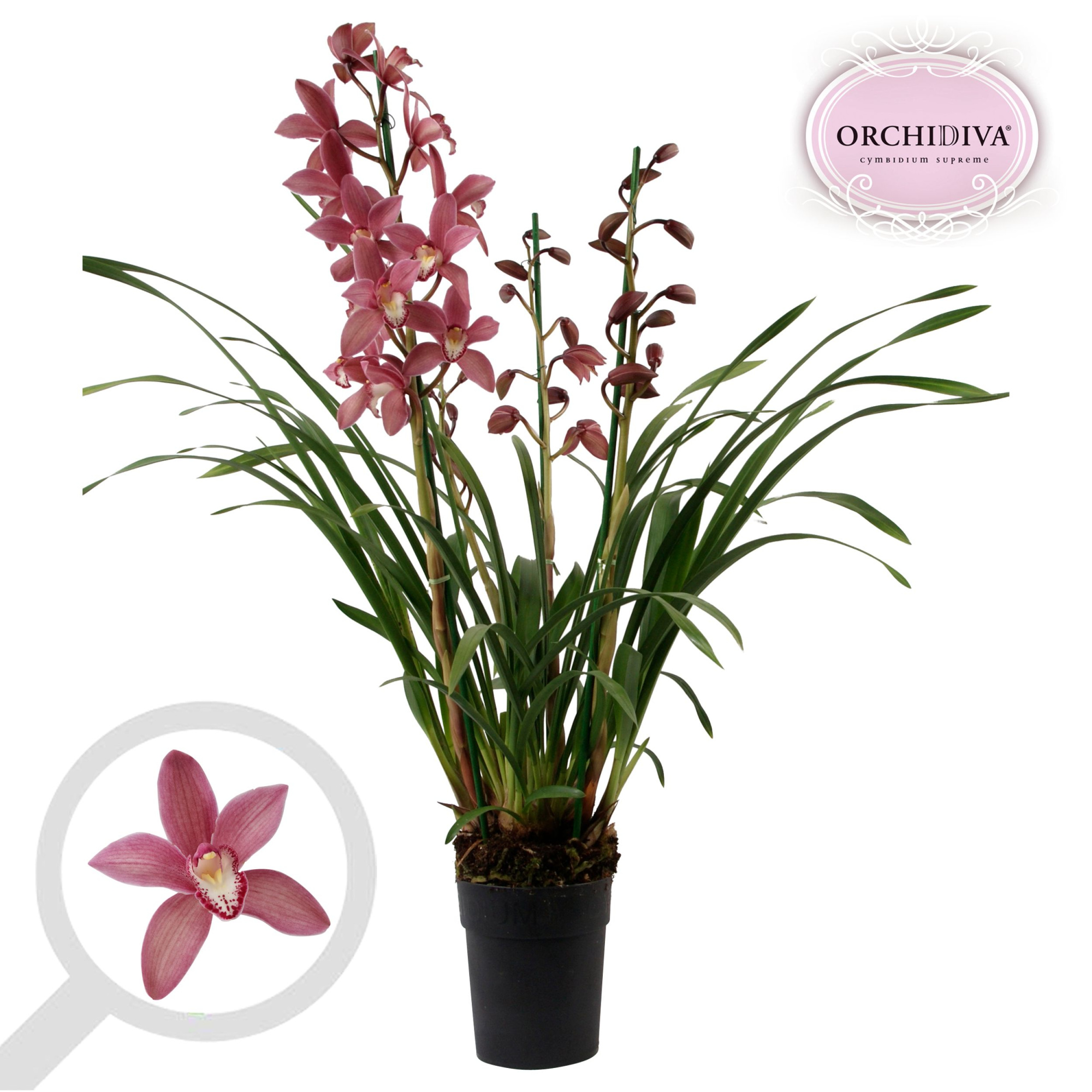 Cymbidium Pearl Flor 3-4 tak, D 14 cm