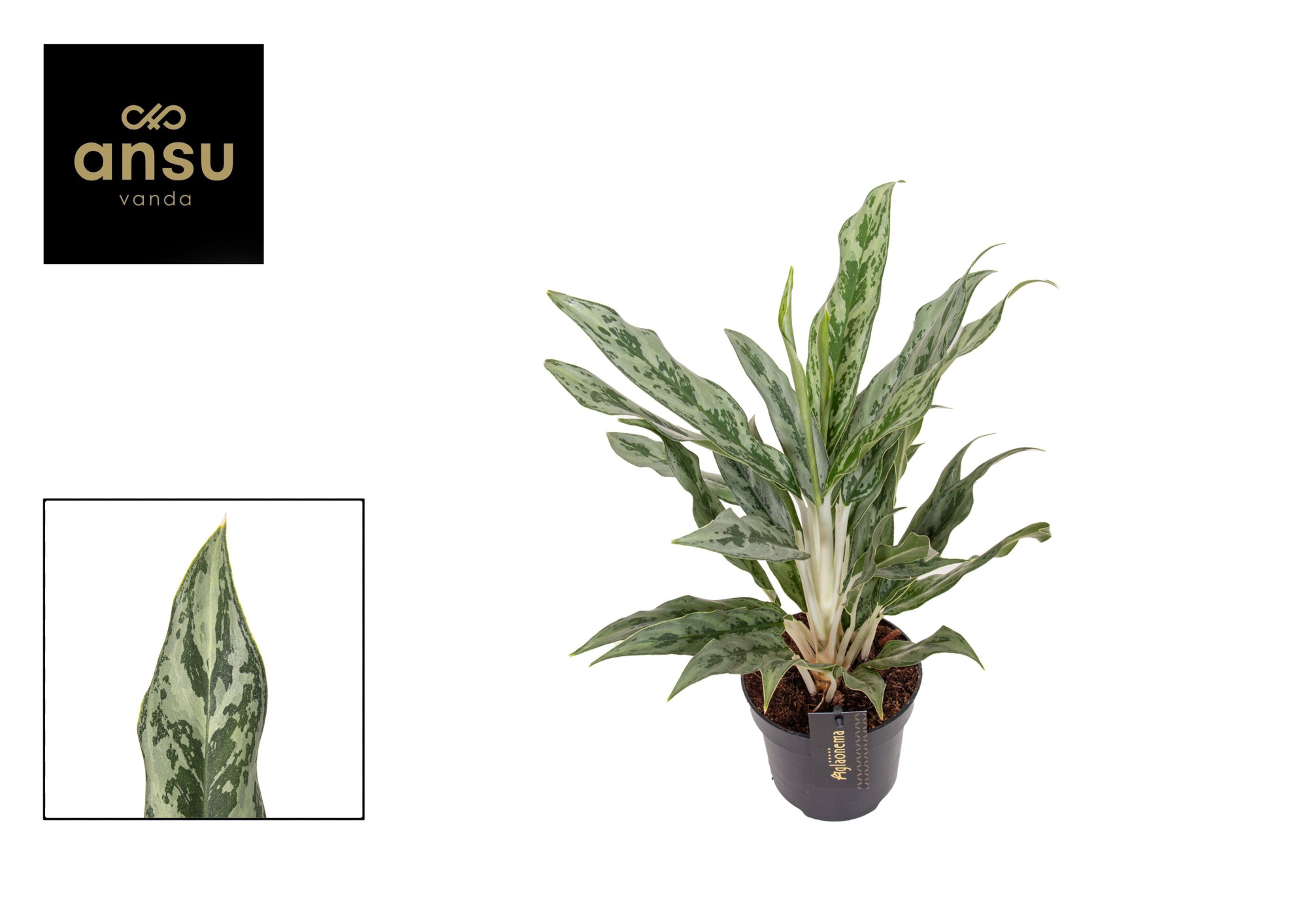 Aglaonema Greyhound, D 12 cm