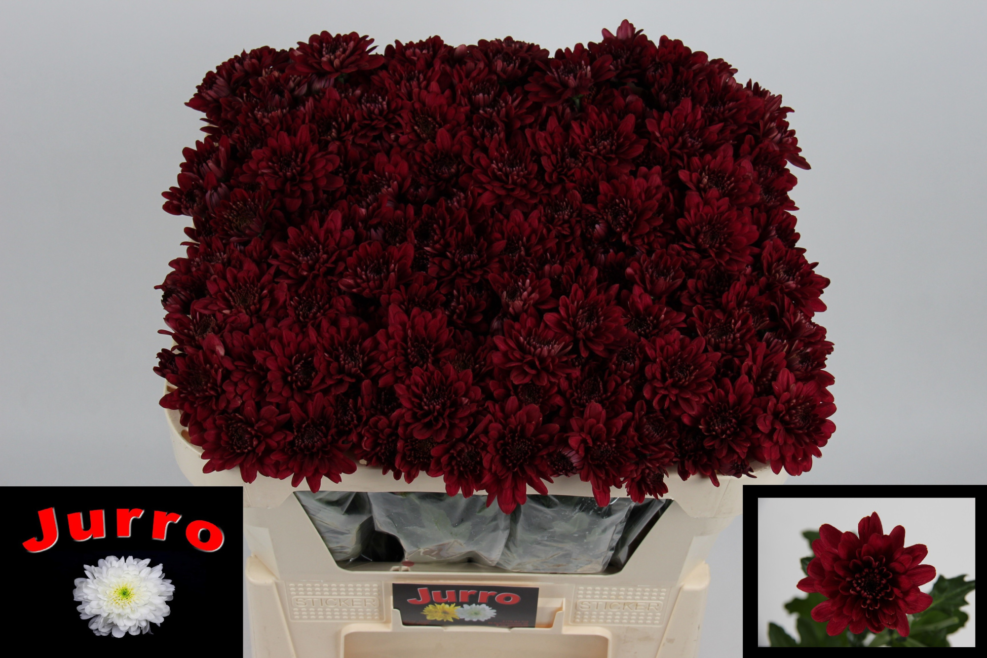 Хризантема куст. Ламира Рэд 65, шт.