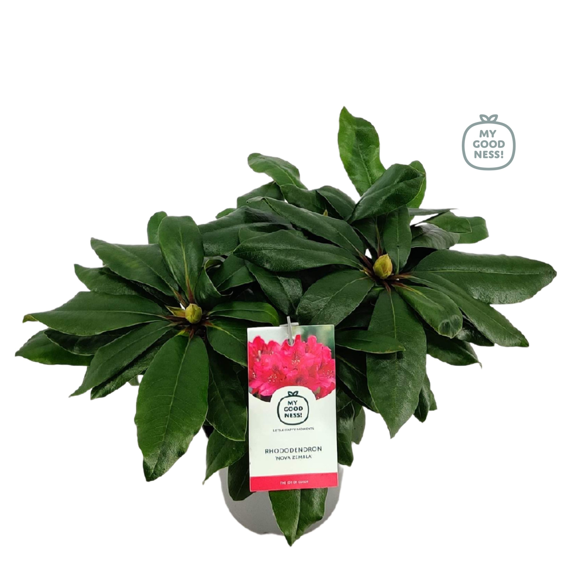 Rhododendron 15-20 /1.5 liter 'Nova Zembla', D 15 cm