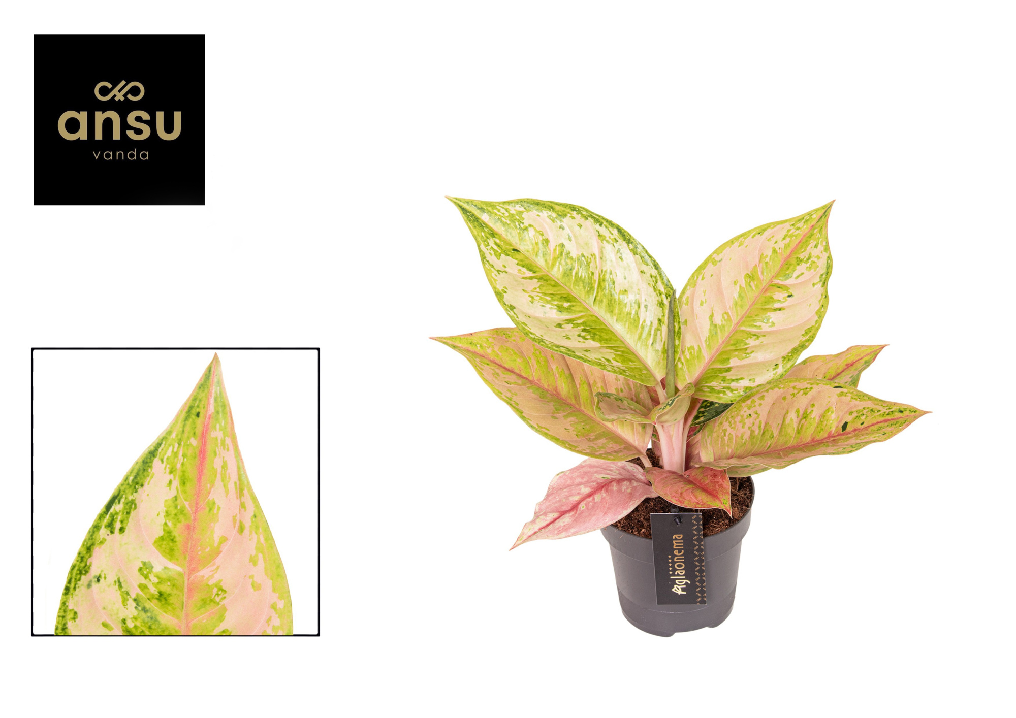 Aglaonema Pastella, D 12