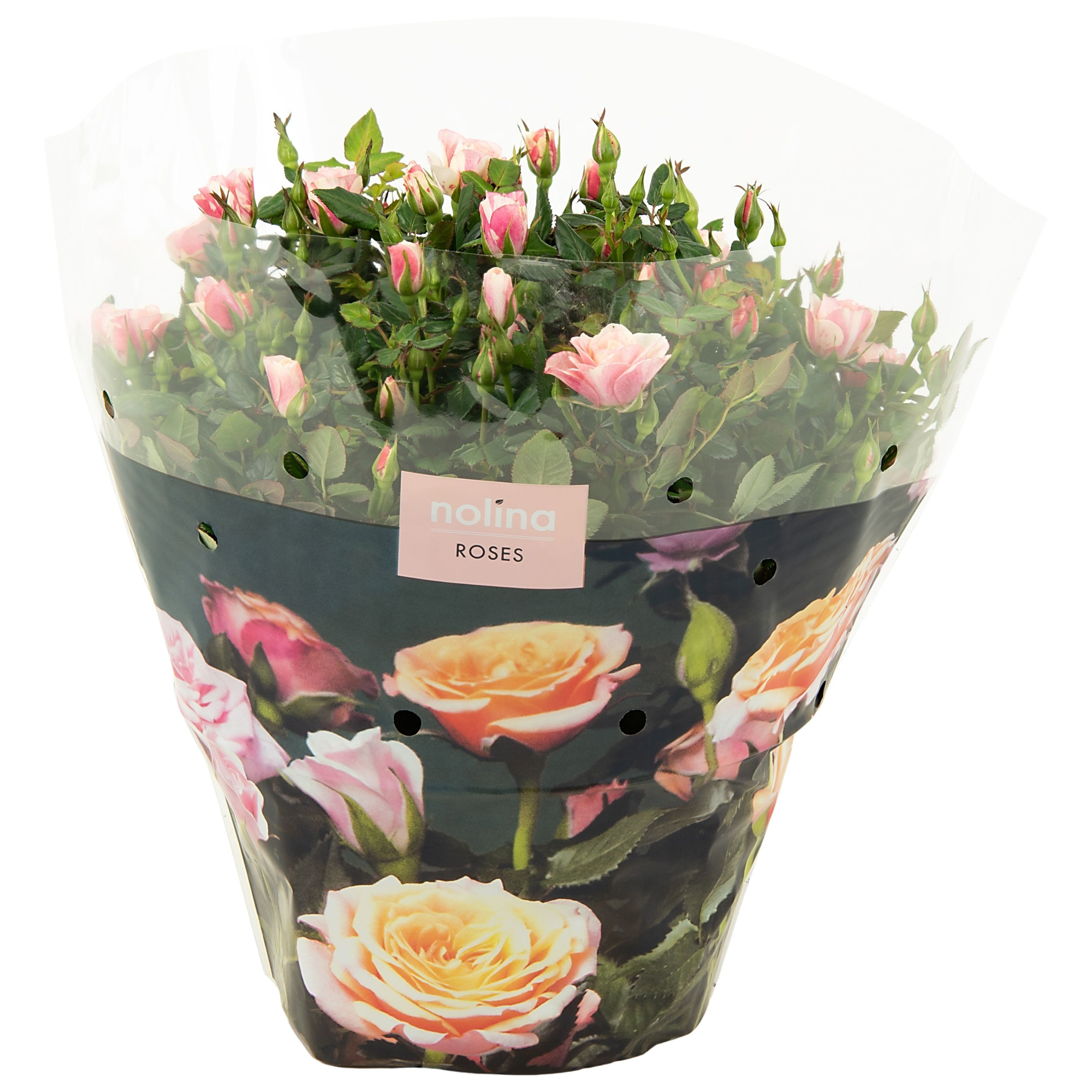 Nolina Roses Excellent Bowl Ø 23 cm. Piia, D 23