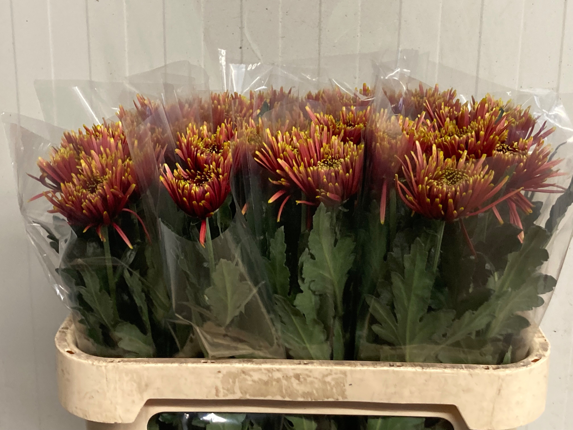 Хризантема од. Тула Отем 75, шт.