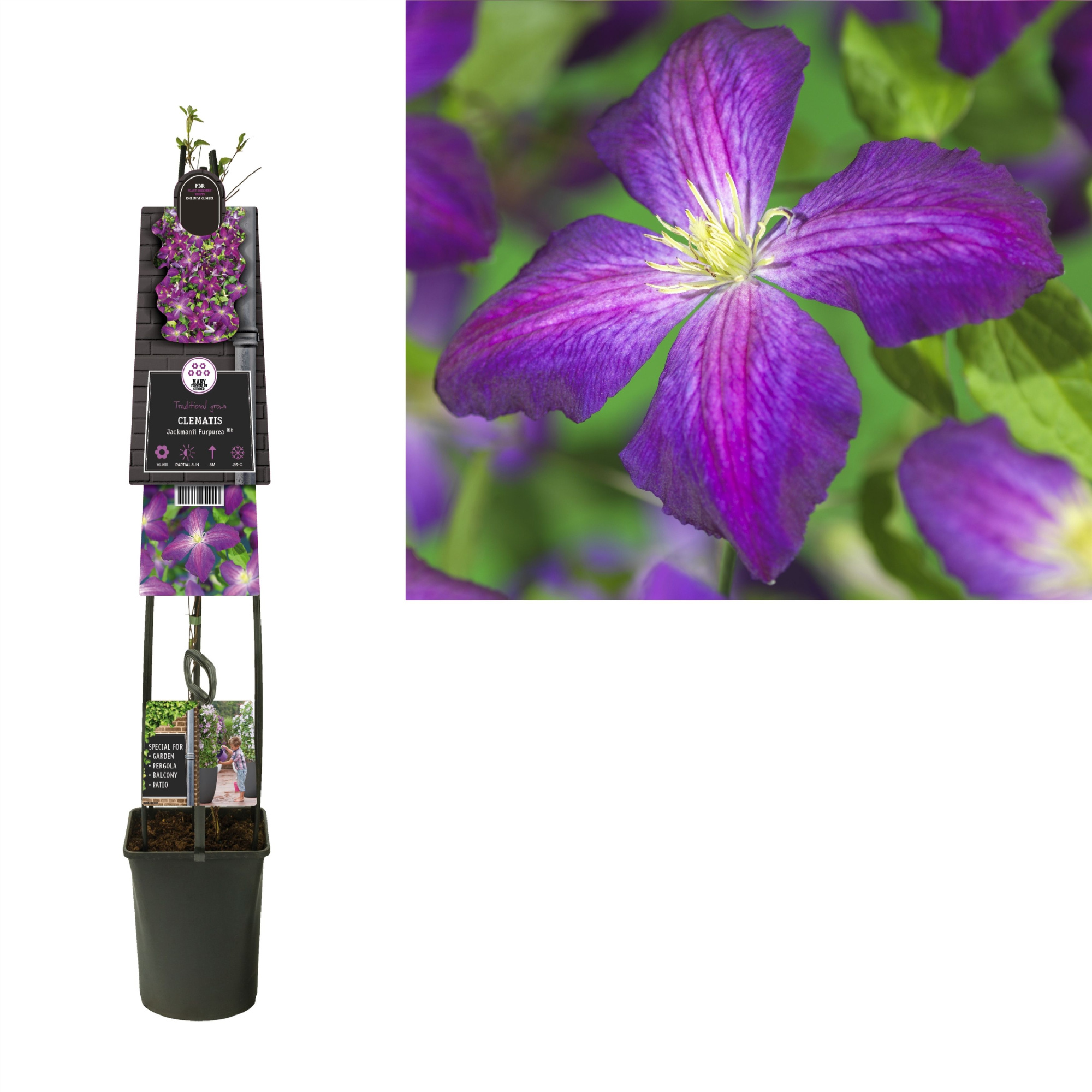 Clematis So Many® Purple Flowers PBR +3.0 label, D 23 cm