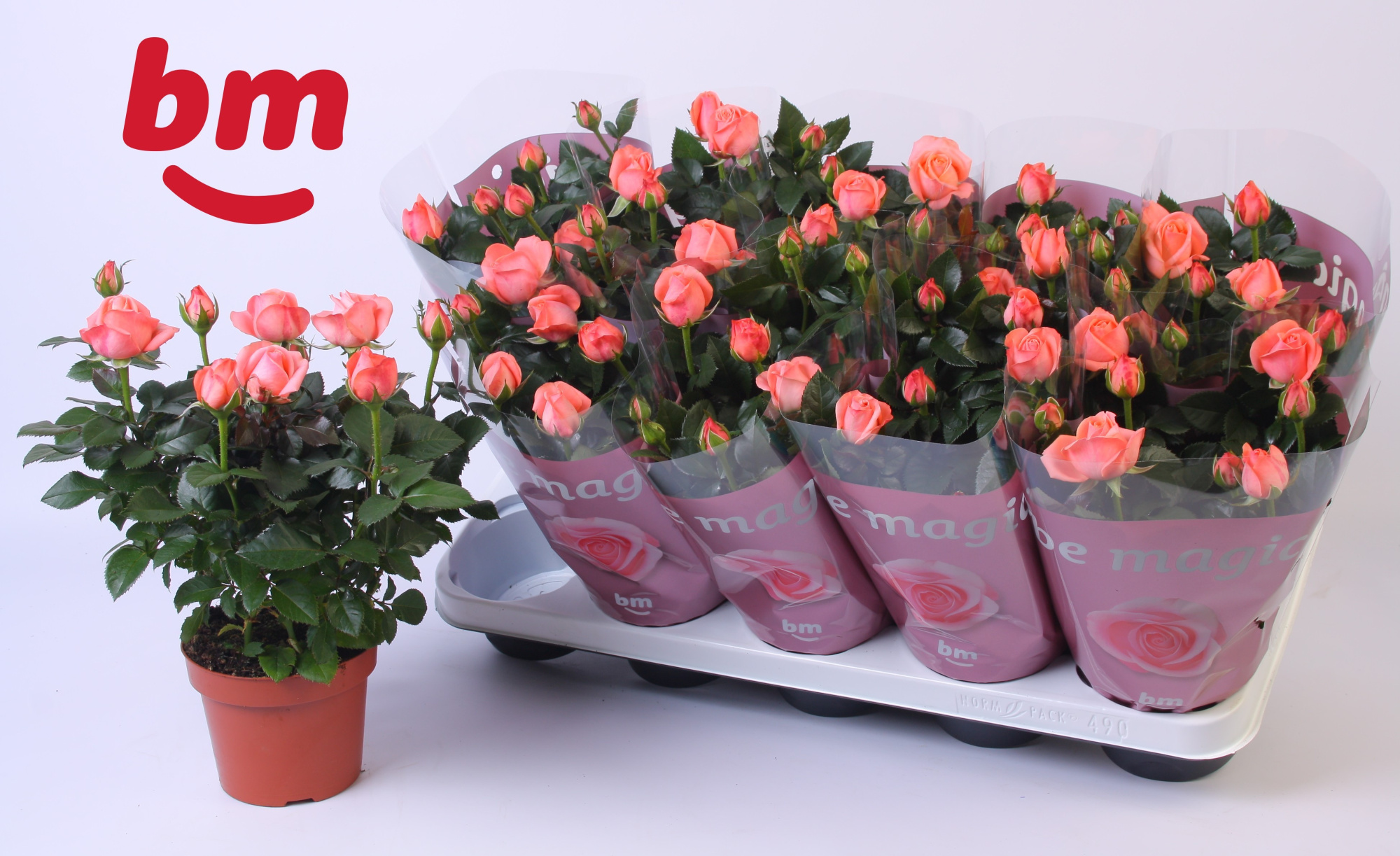 Rosa Candy Beau Monde (12 cm), D 12 cm