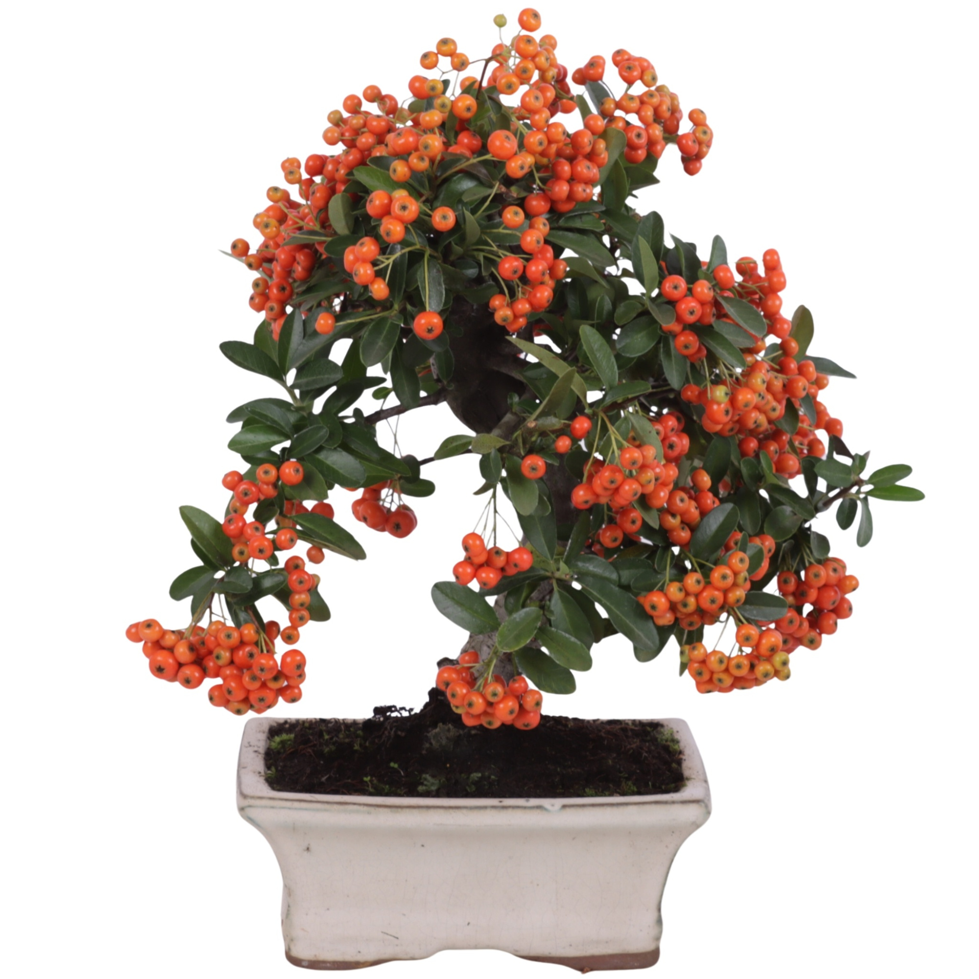 Bonsai Outdoor Deluxe Pyracantha coccinea ø15cm, D 15 cm