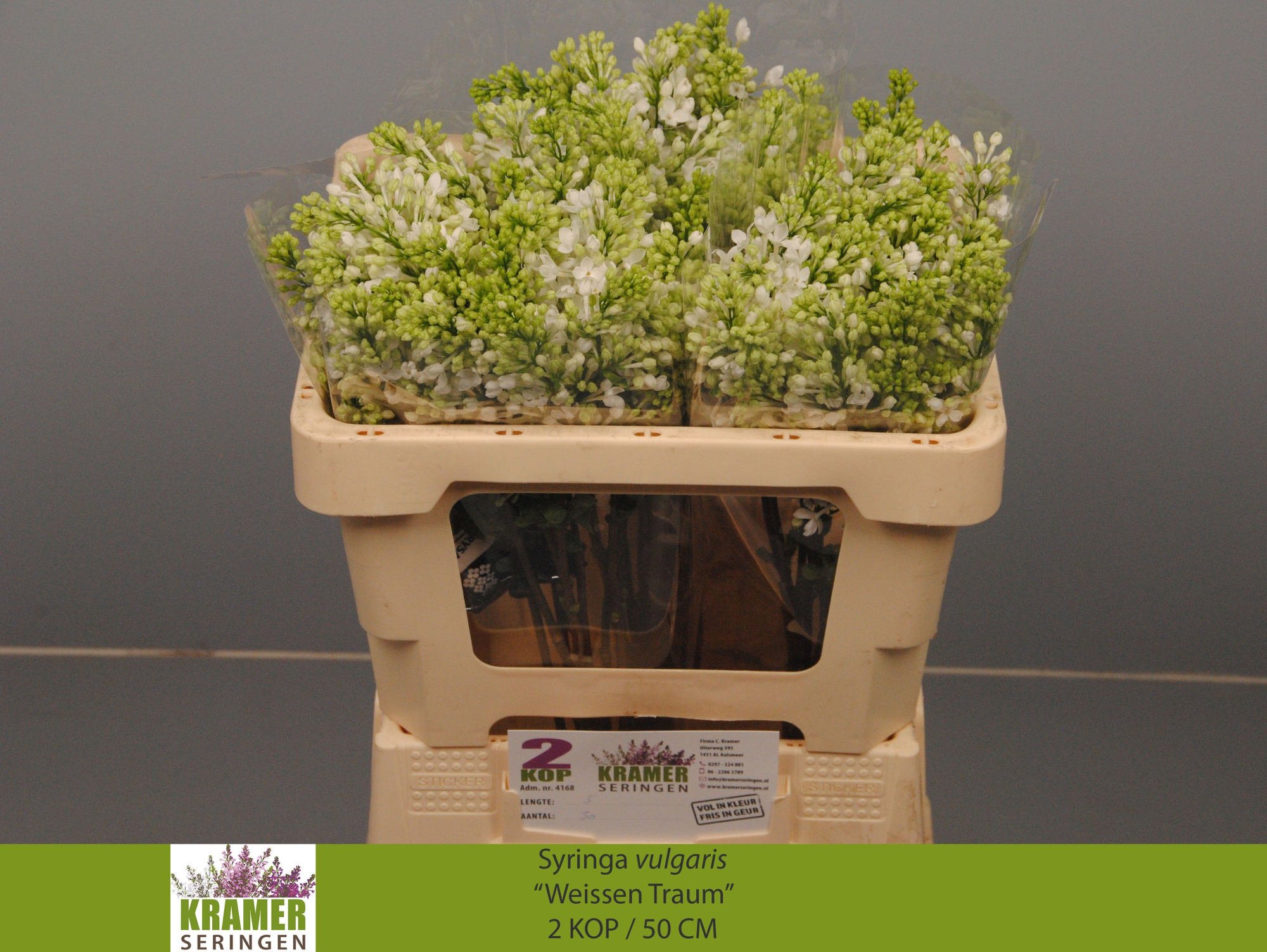 Сирень Энглер Вайс 50 (бел.), шт.