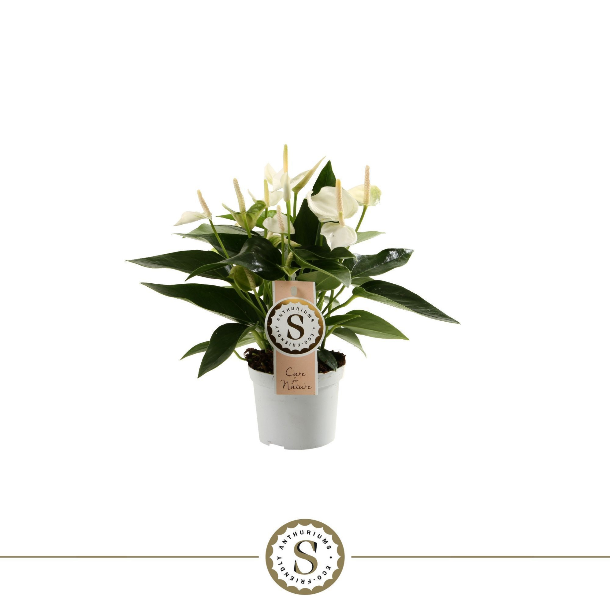 White Champion 9cm, D 9 cm