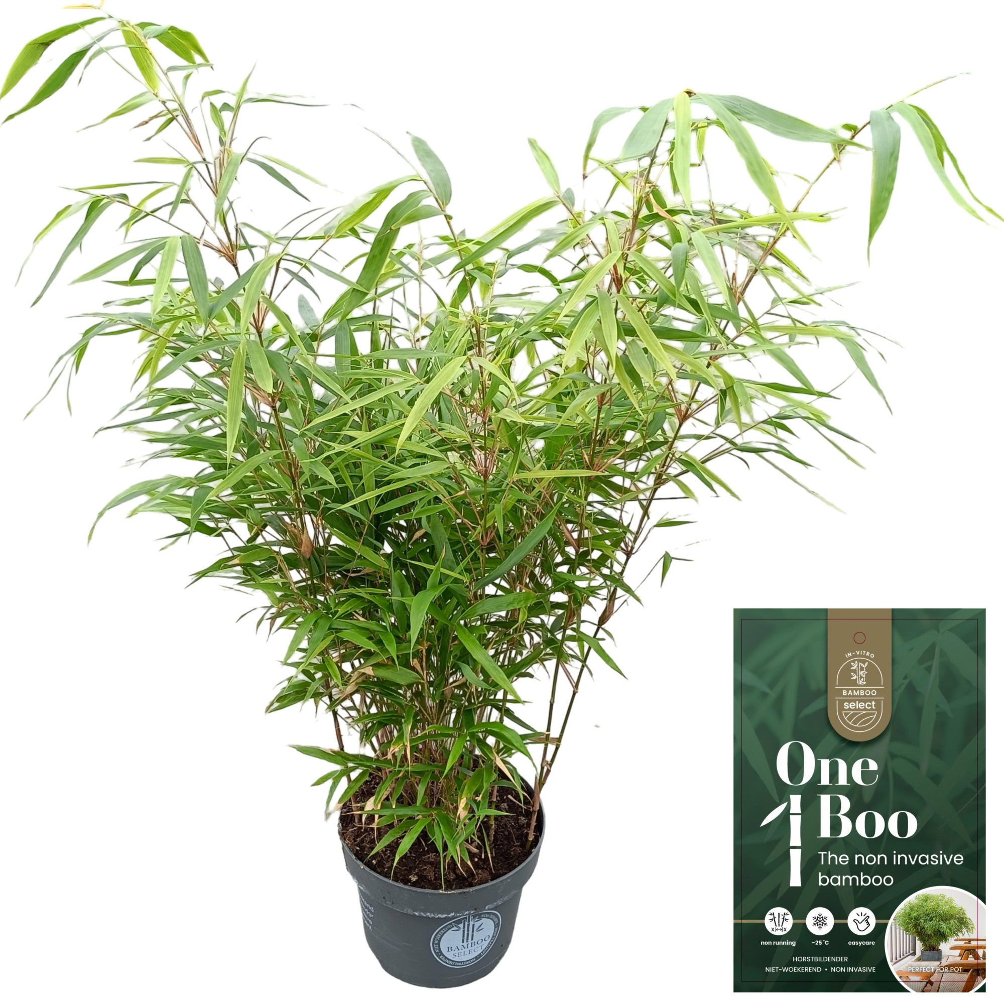 Fargesia robusta 'Formidable' C5, D 23