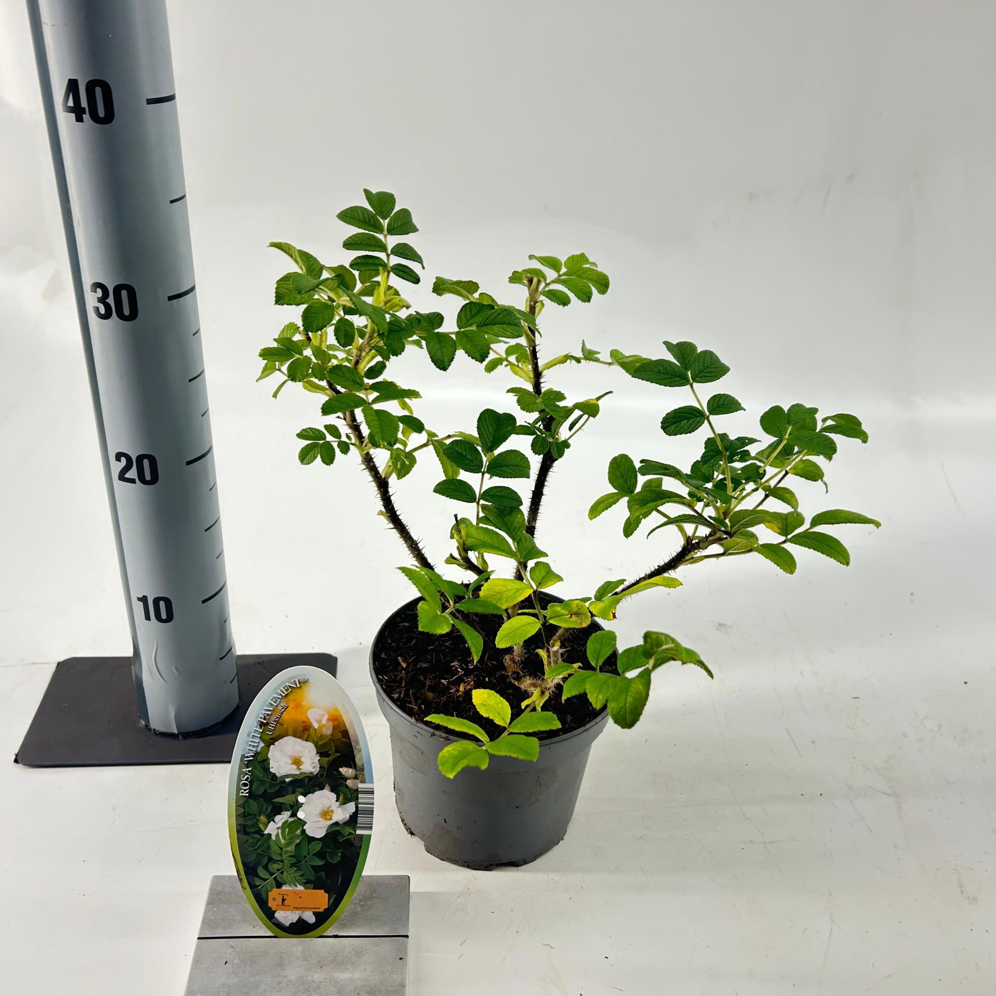 Rosa (R) 'White Pavement', D 15 cm