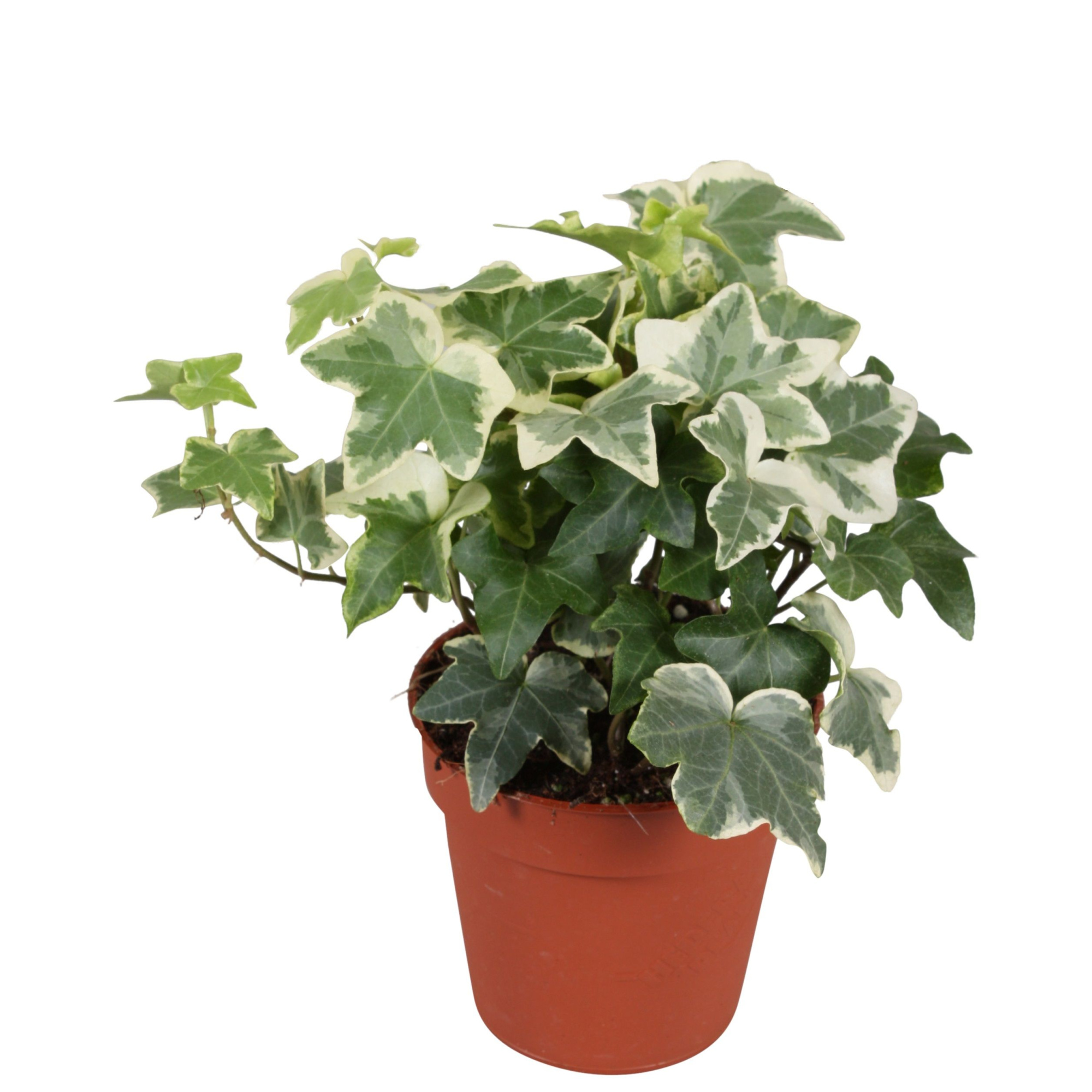 Hedera helix Tonny*, D 9 cm