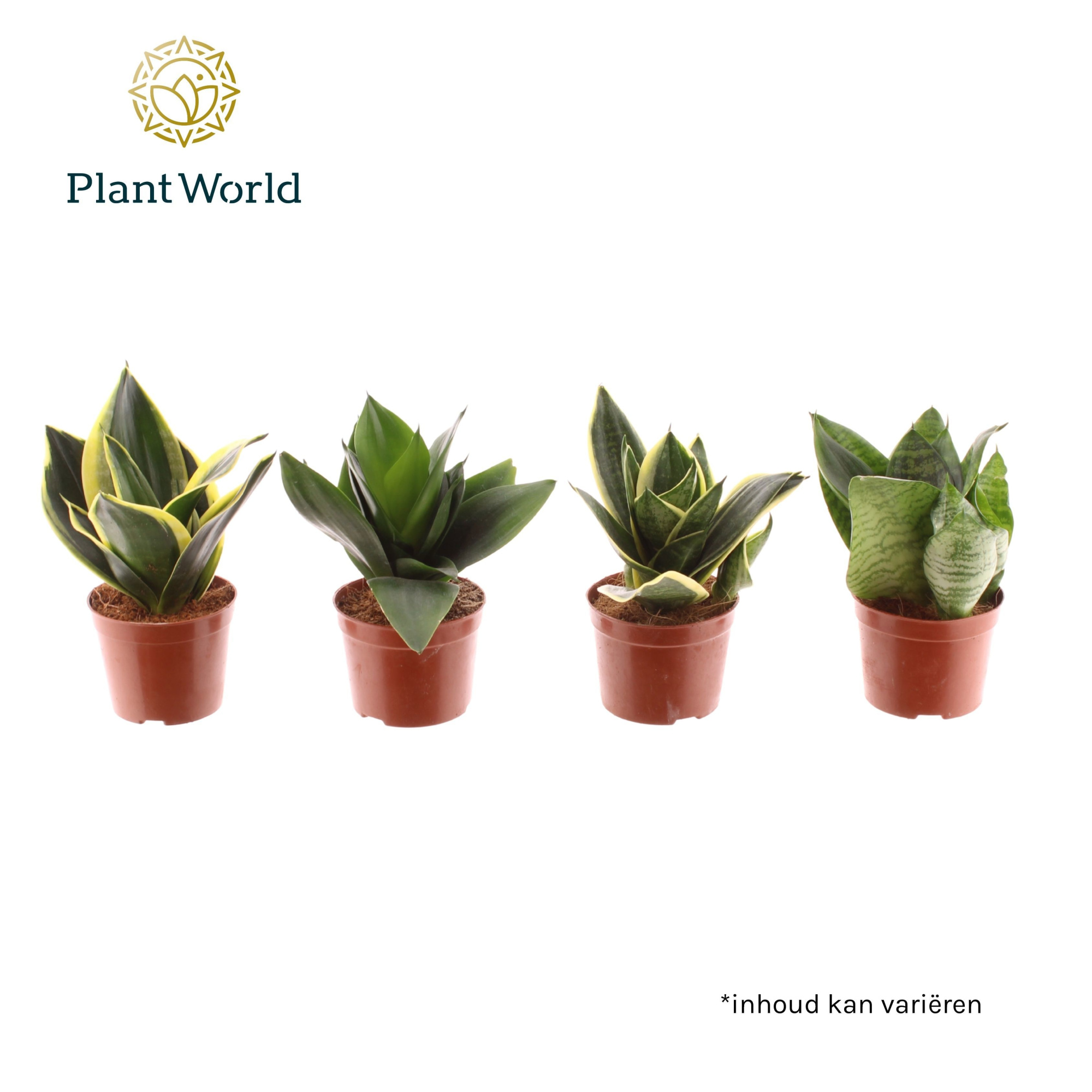 Sansevieria Dwarf Hahnii gemengd, D 9