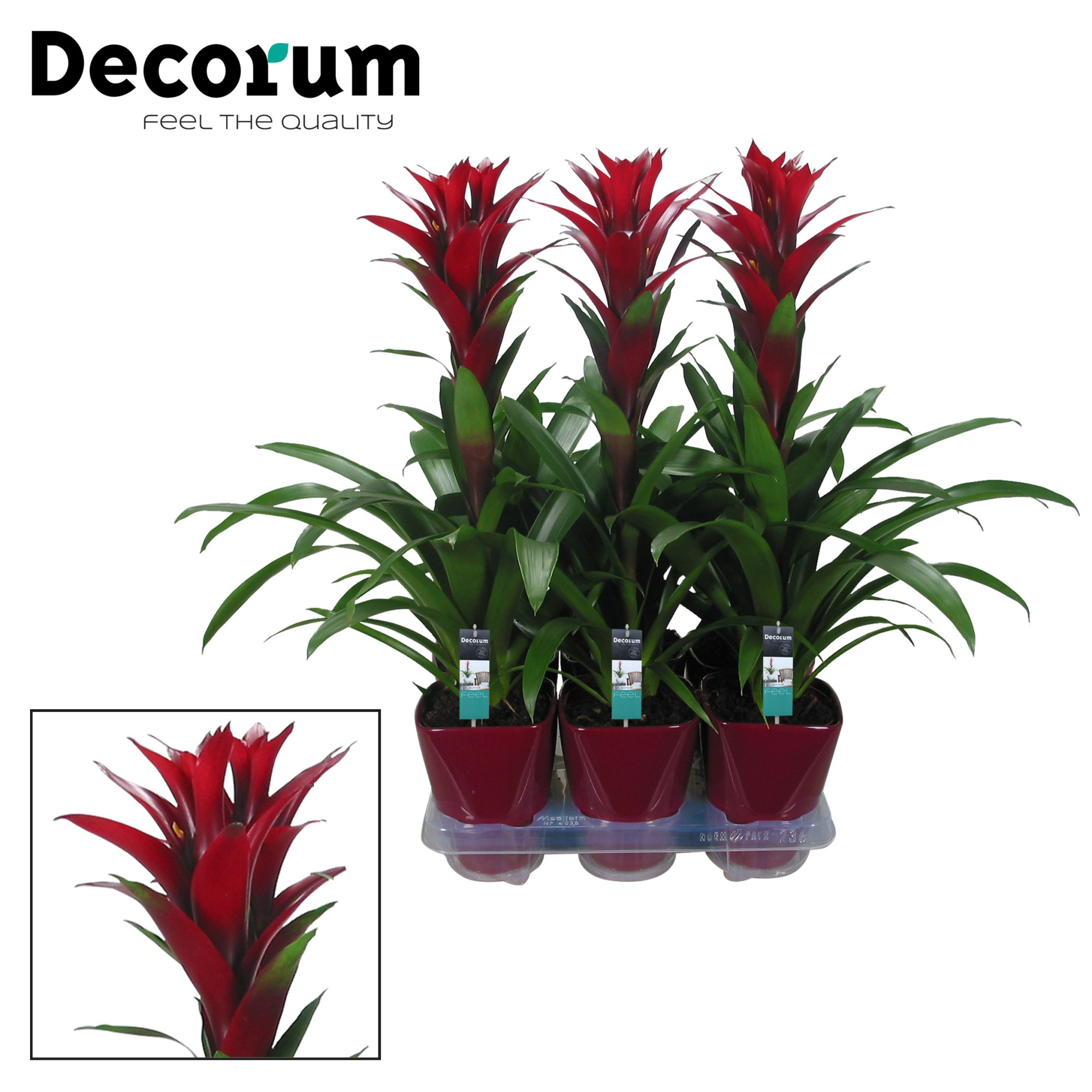 Guzmania Switch Luxe Keramiek (Decorum), D 14