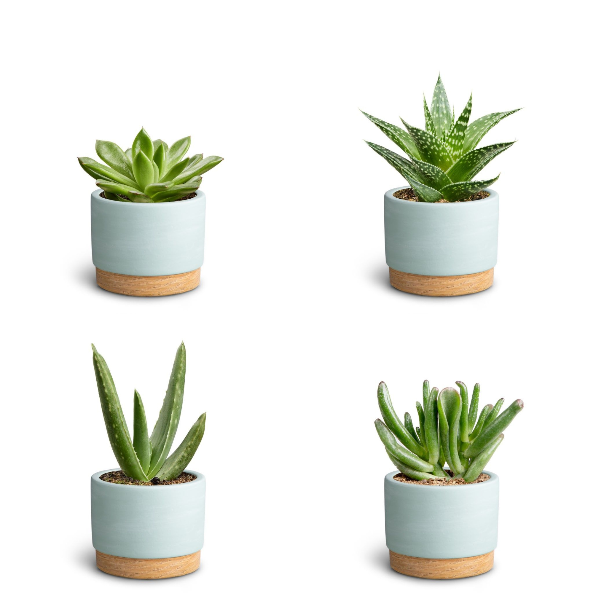 Woodbase Sky Blue, Succulent Collection, D 7 cm