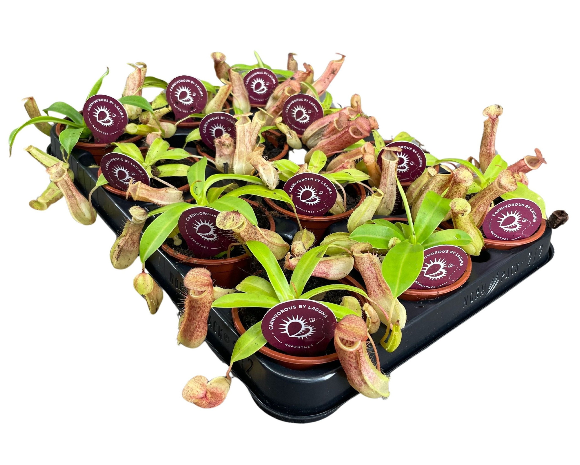 Nepenthes Linda 8,5 cm, D 8,5 cm