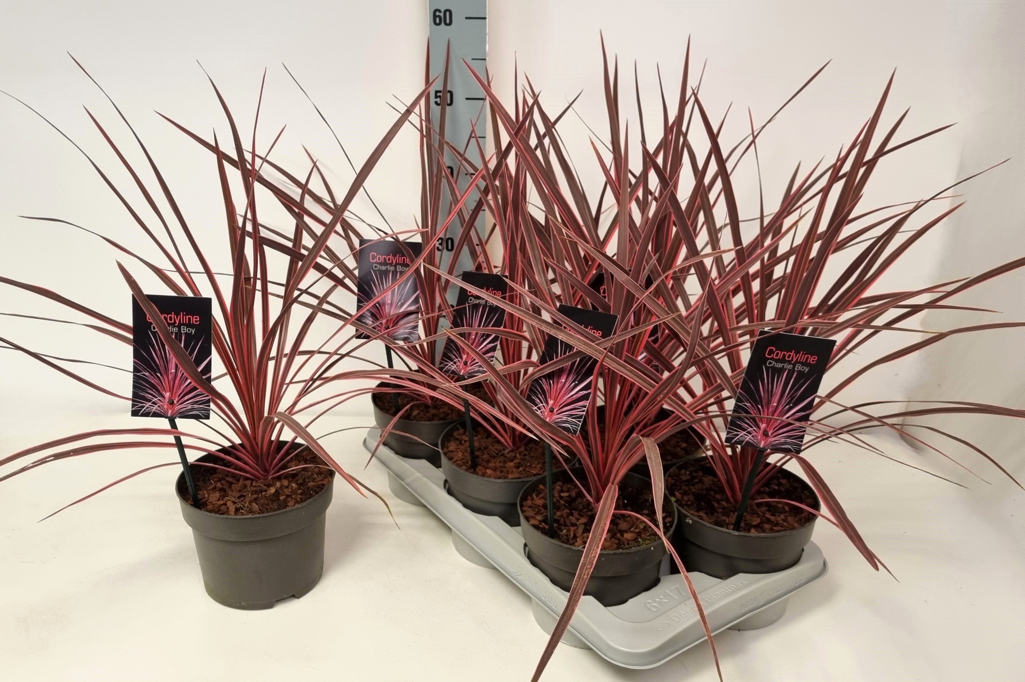 Cordyline australis 'Charlie Boy' P17, D 17 cm