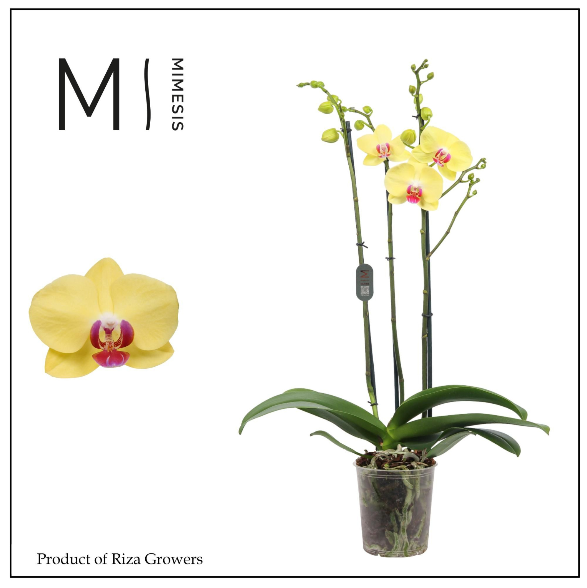 Phalaenopsis Miraflore 3 spike - 12cm | Mimesis, D 12 cm