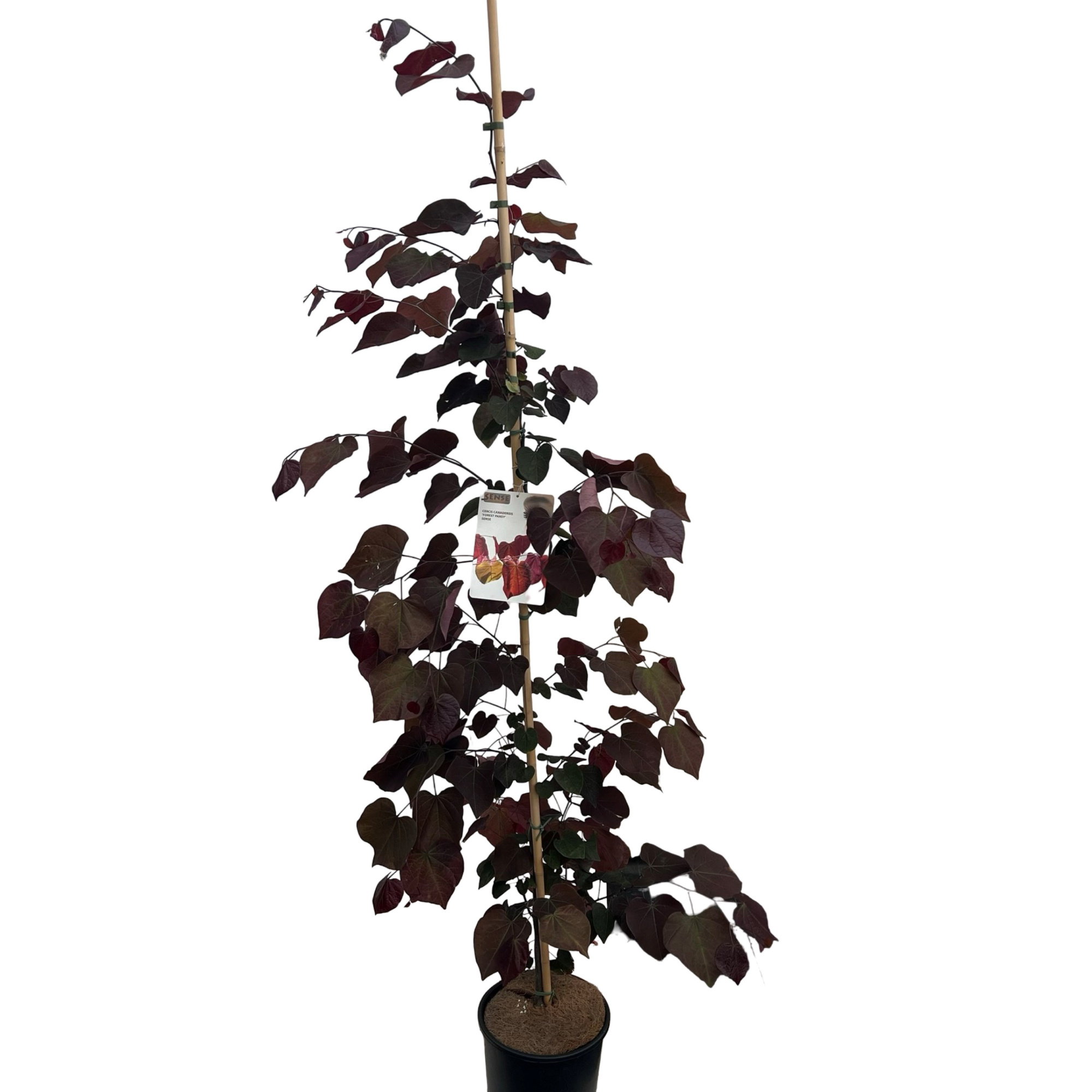 cercis can. Forest Pansy 175-200 cm geveerd, D 27 cm
