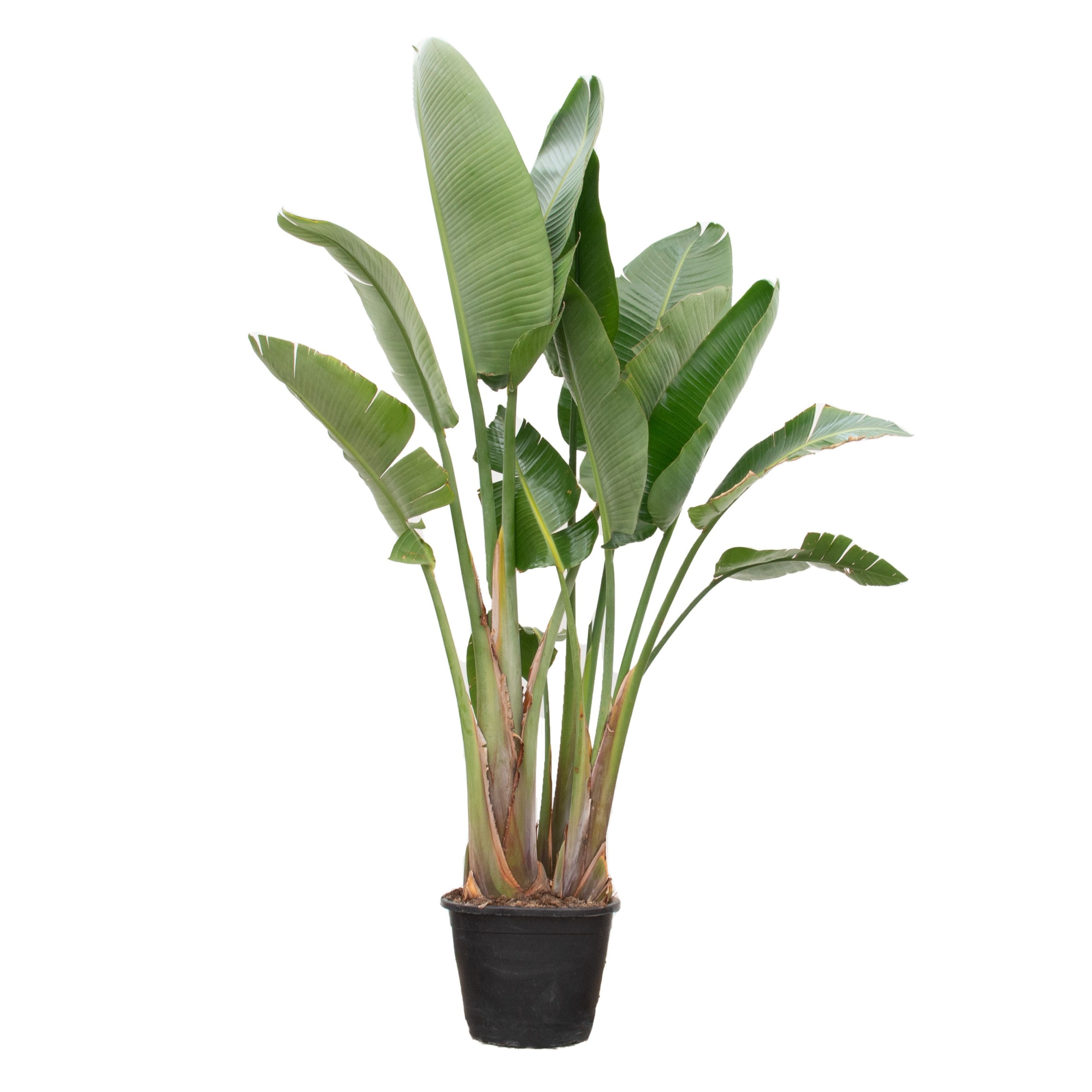 Strelitzia Nicolai, D 45