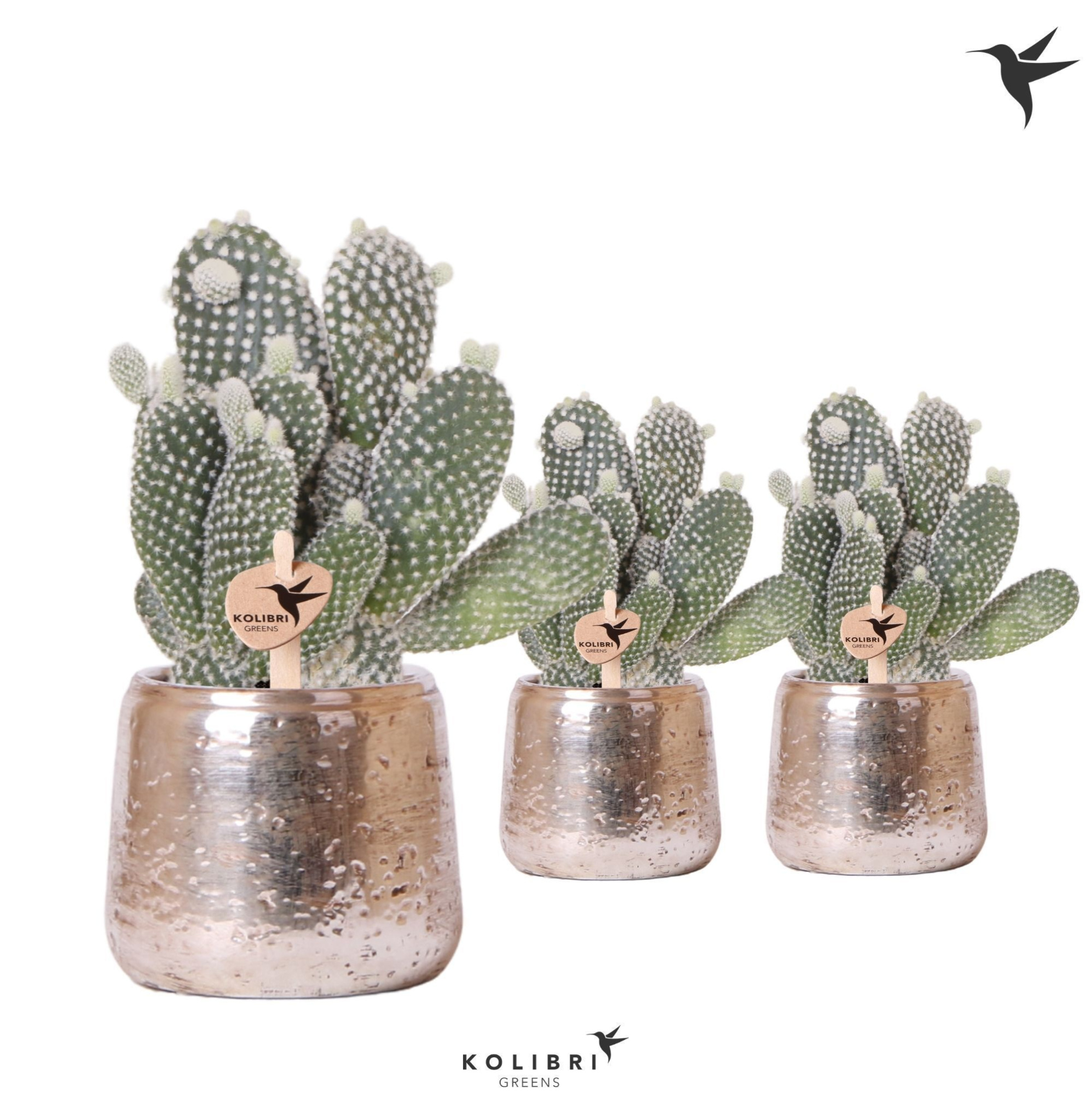 Kolibri Greens Opuntia white in Luxury pot silver, D 9 cm