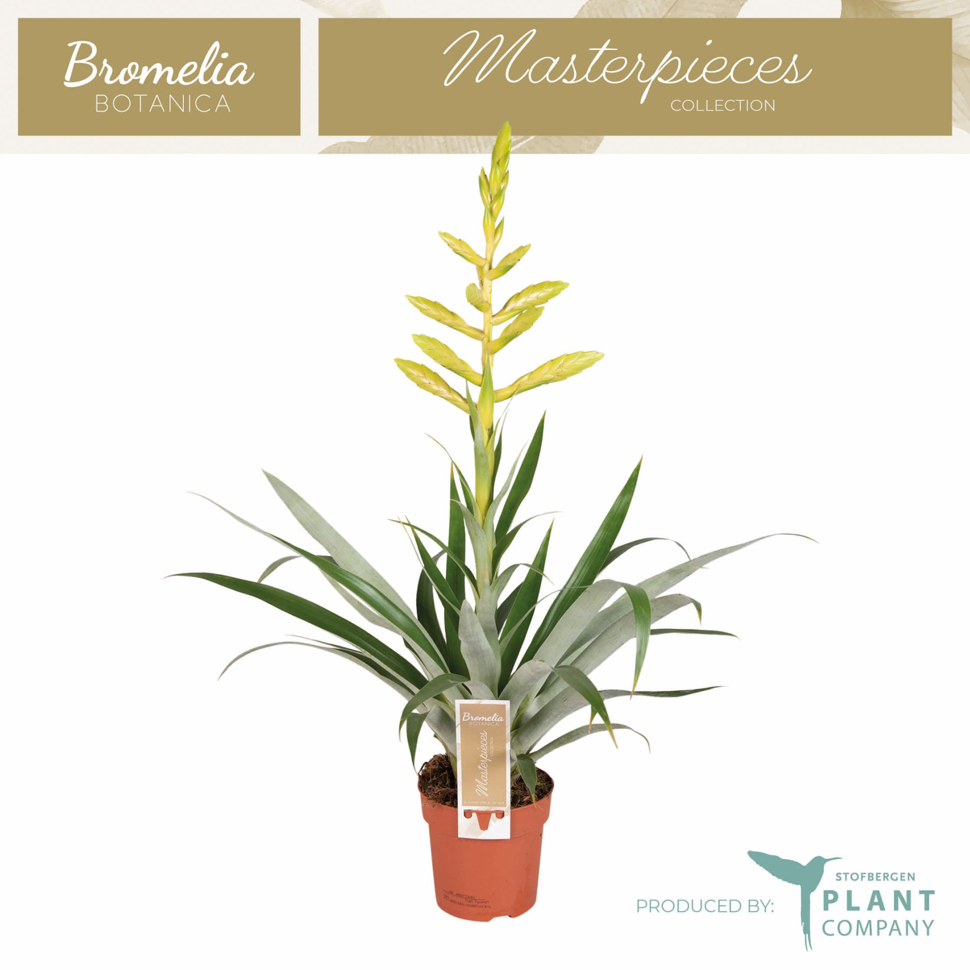 Til. Oerstediana, D 12