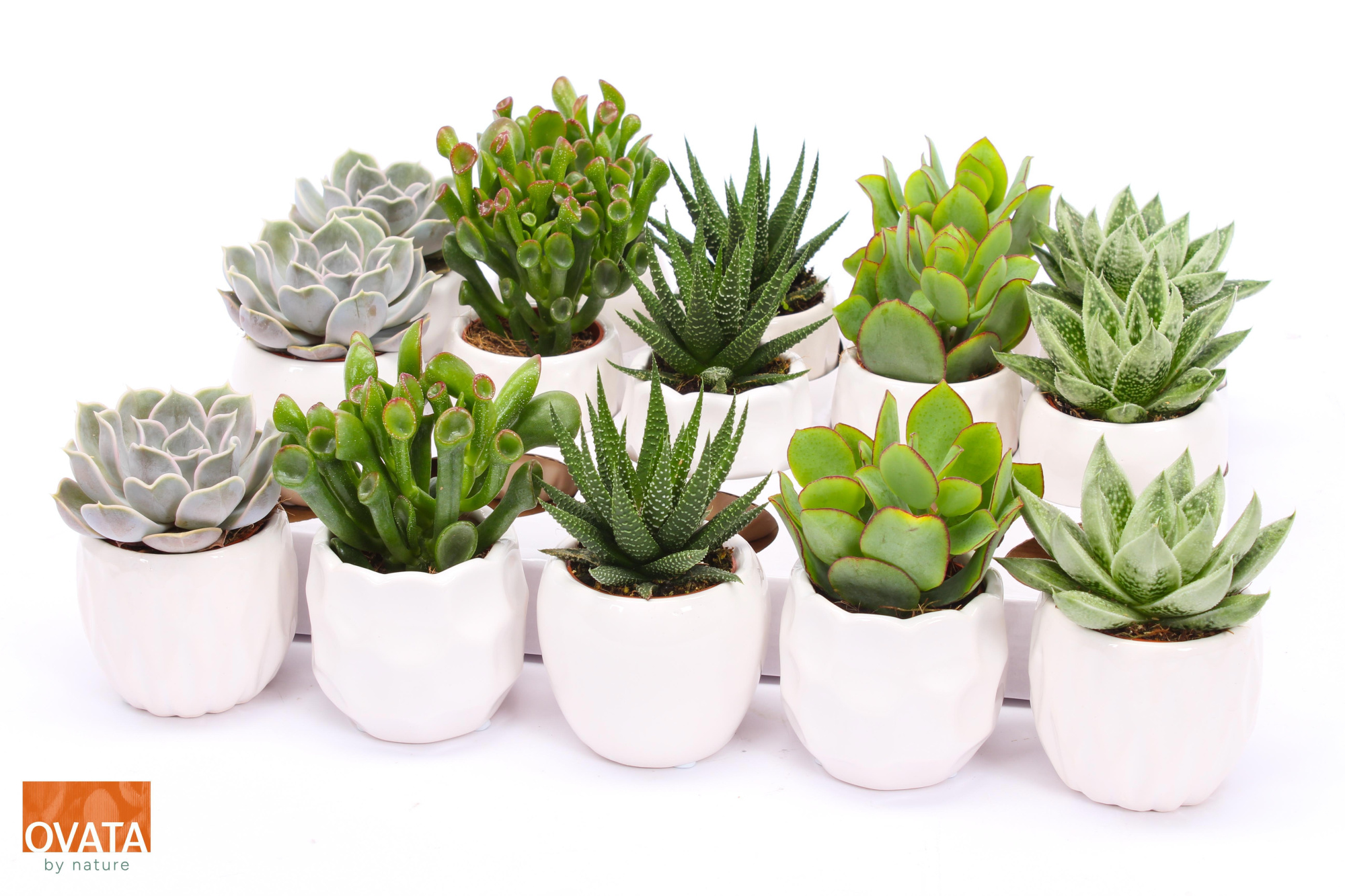 Succulent mix in Lindos 7 PD - NON CITES, D 7