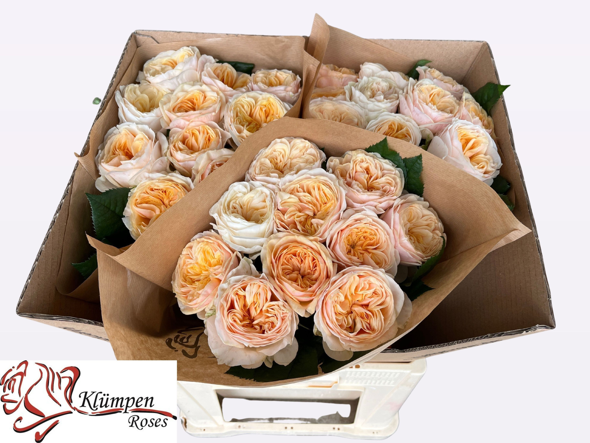 Роза од. Фрея Гарденс! 60, шт.