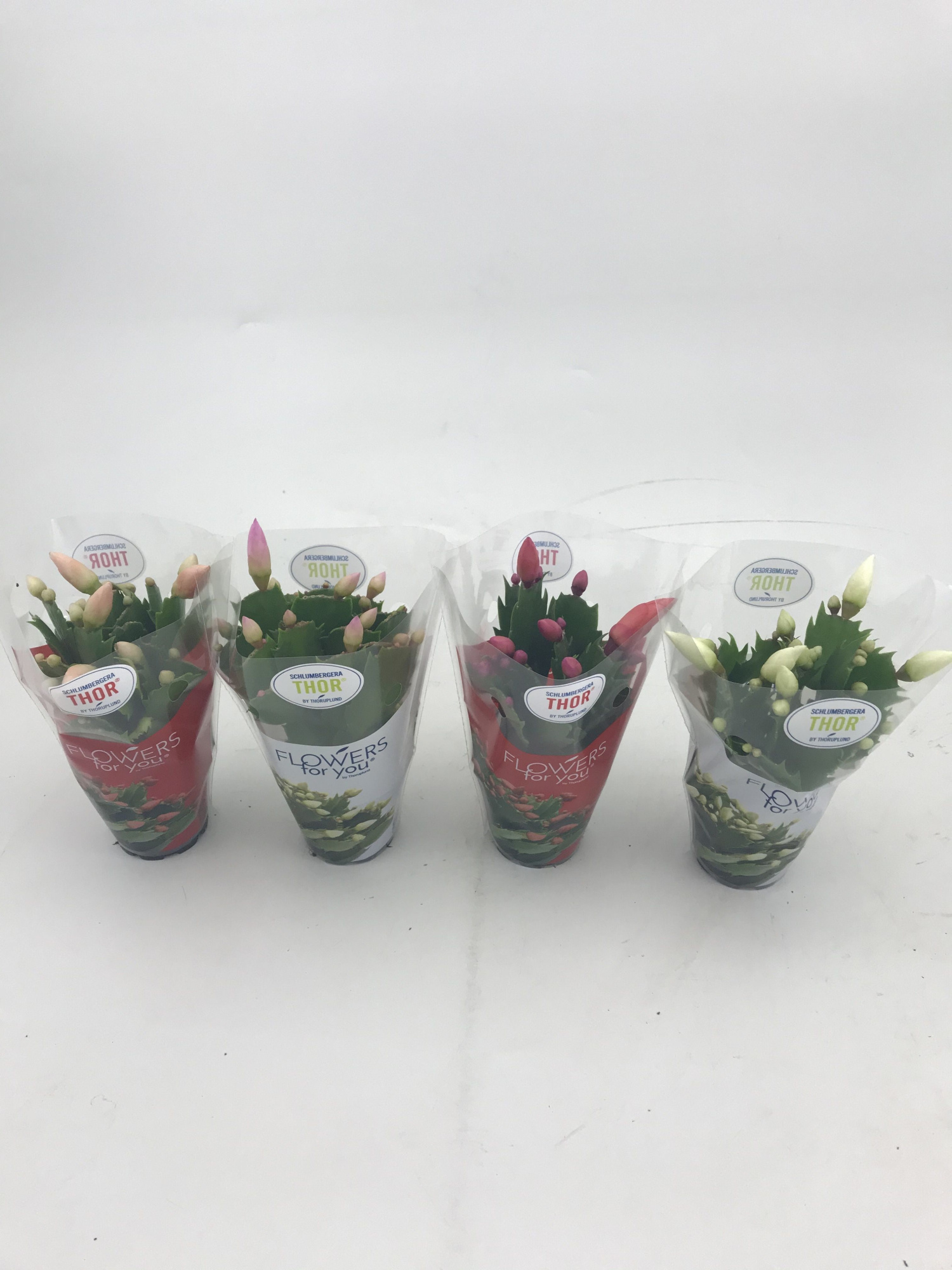 Schlumbergera mini Thor - New Generation, D 6 cm