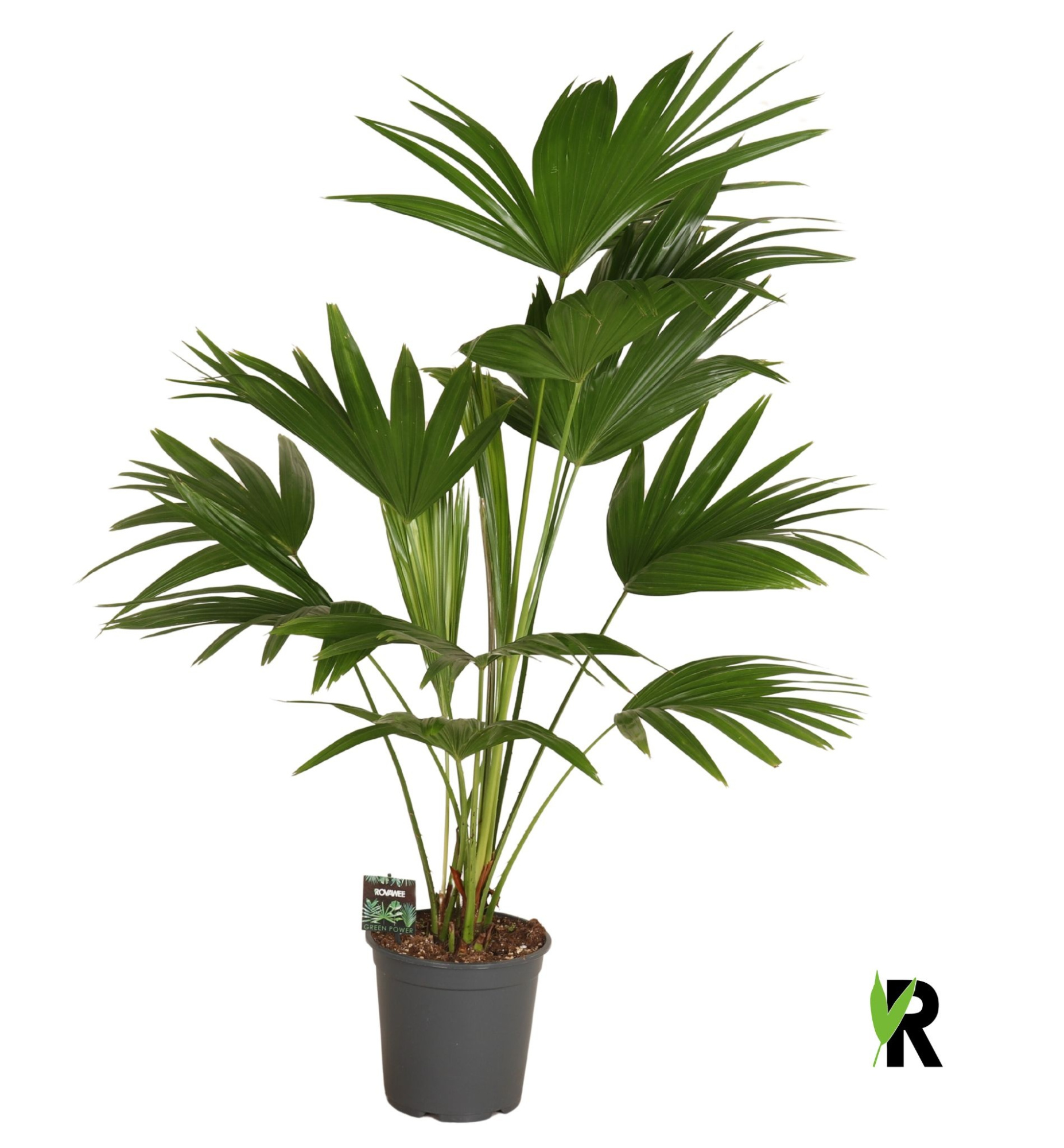 Livistona chinensis 3 pp, D 24