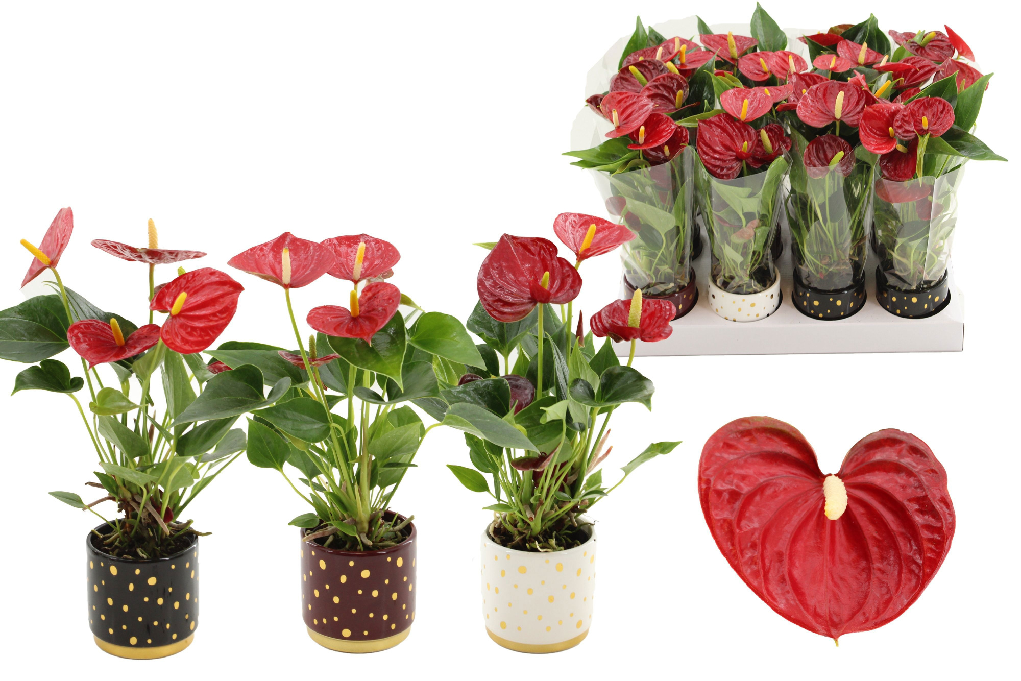 Anthurium 7 cm Diamond Red in Sparkle ceramics, D 7