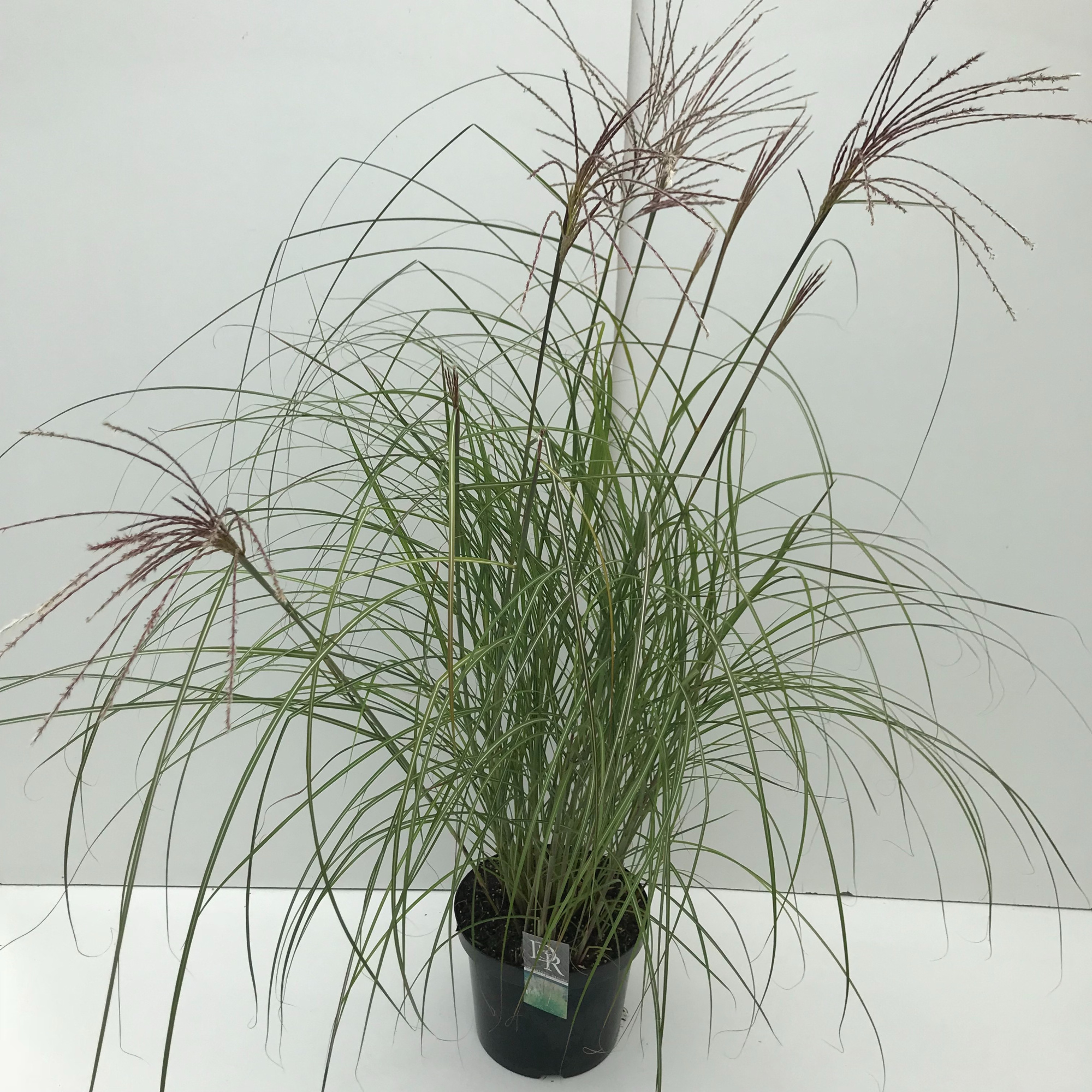 Miscanthus 'Kleine Silberspinne', D 29 cm