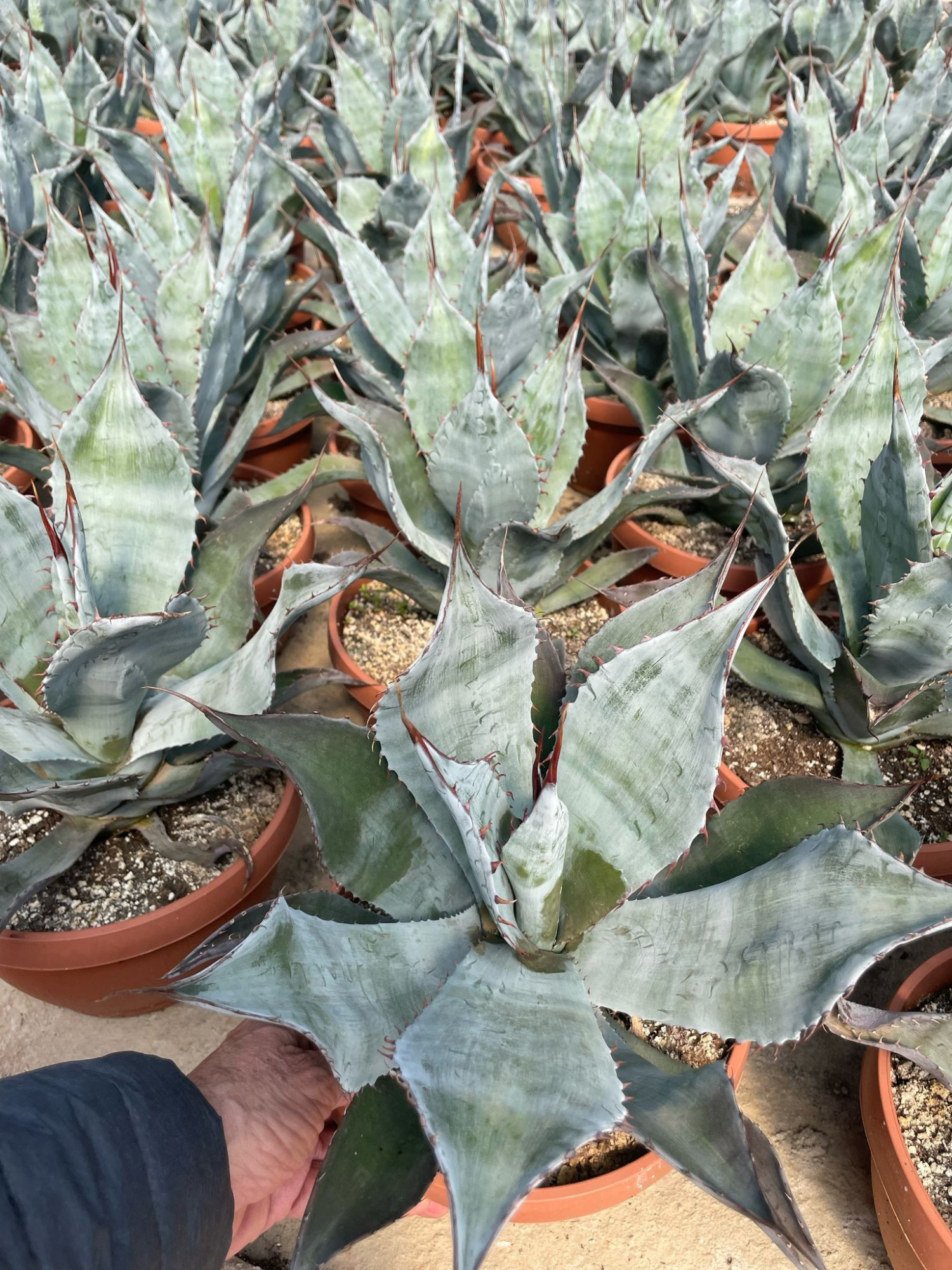 724 ET : Stenen schaal 21 cm Agave Colorata Supreme, D 21 cm