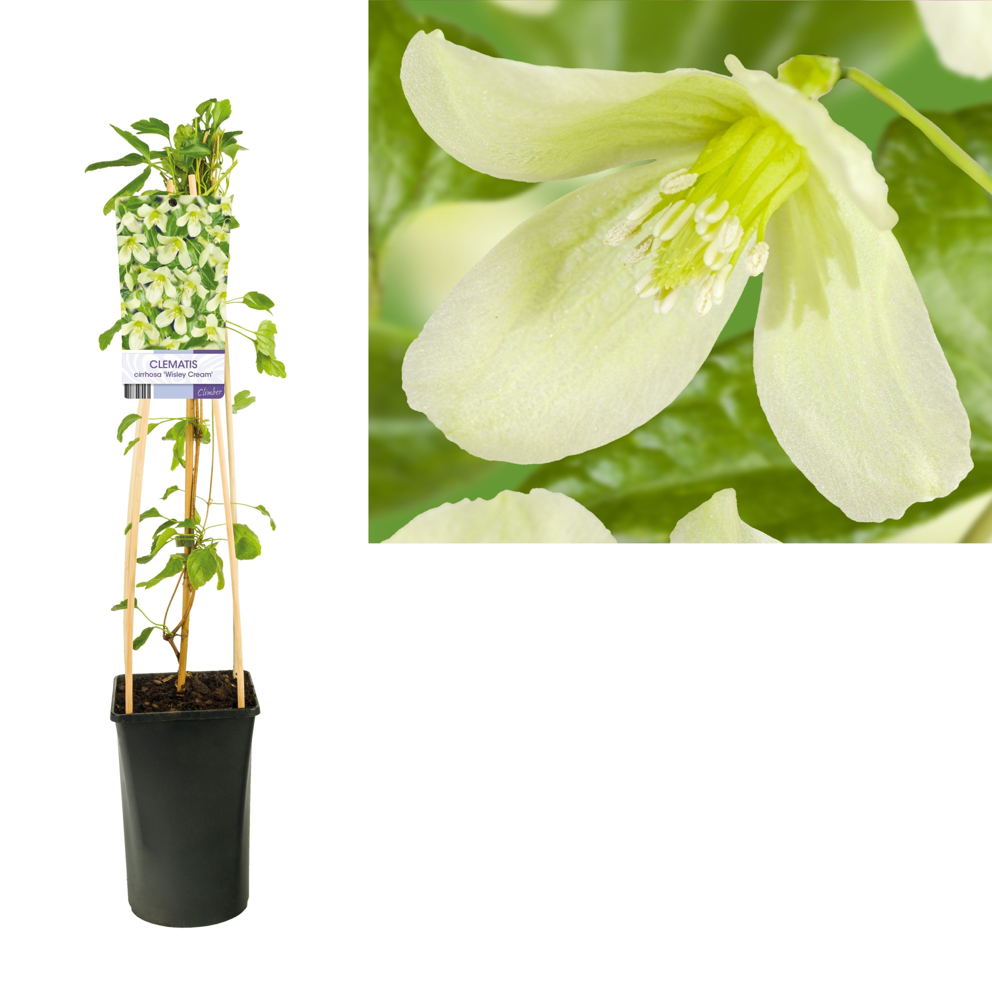 Clematis cirrhosa 'Wisley Cream' +light label, D 17