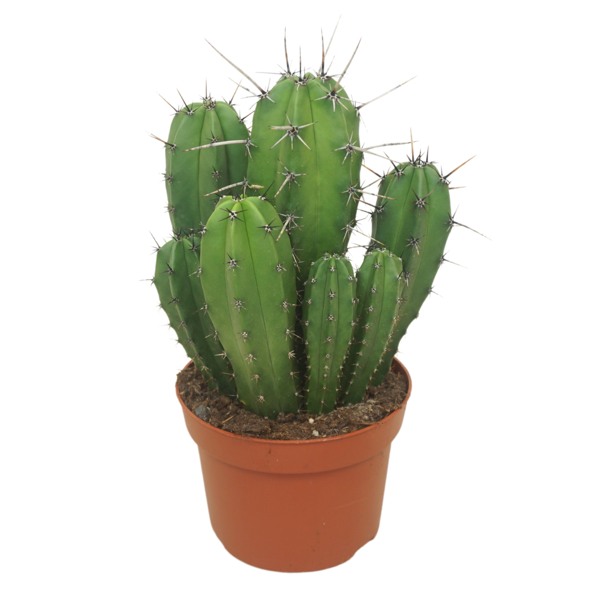 Polaskia chichipe groep 13 cm, D 13