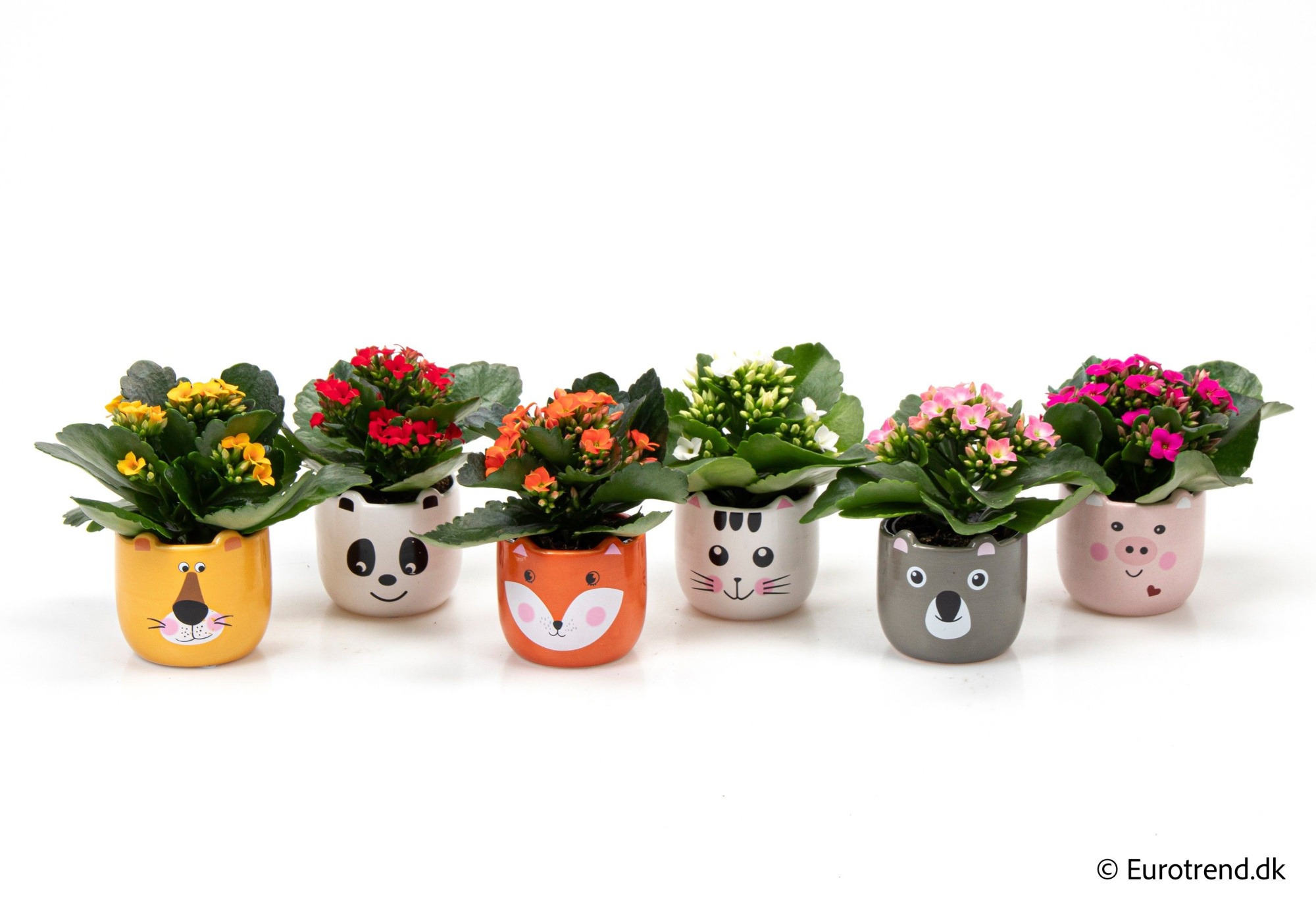 Kalanchoe in ceramic - Spring, Summer & Autumn 2025, D 6 cm