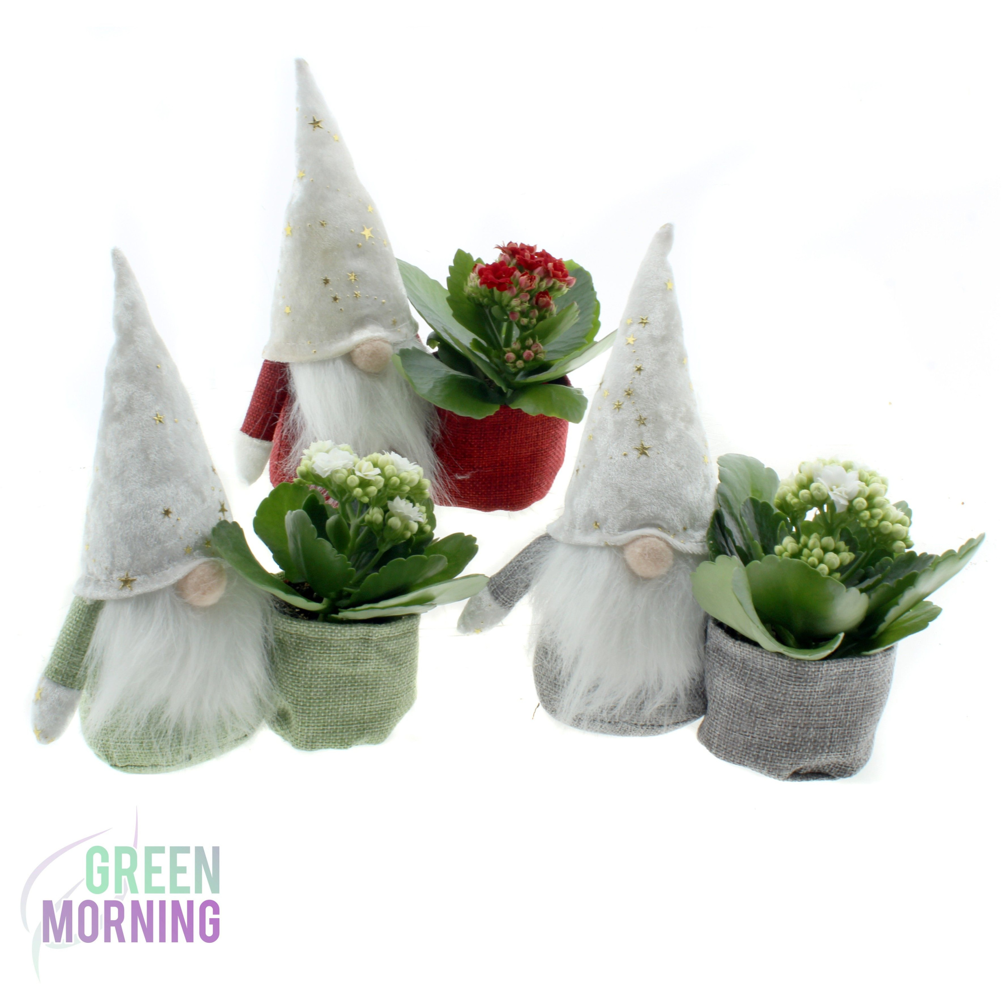 Kalanchoe 7 cm rood wit in Kerst Deluxe Gnoom, D 8 cm