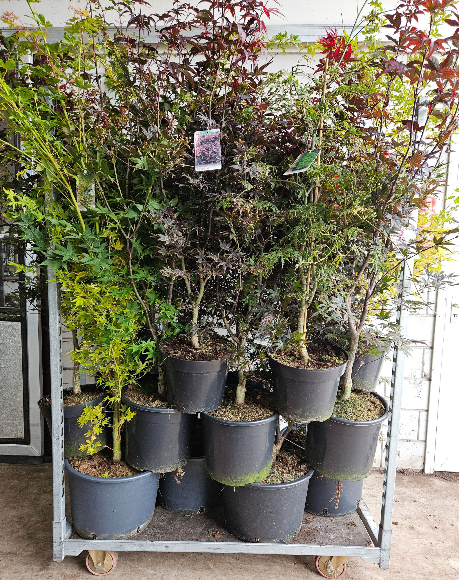 Acer palmatum Assortiment CC, D 43 cm