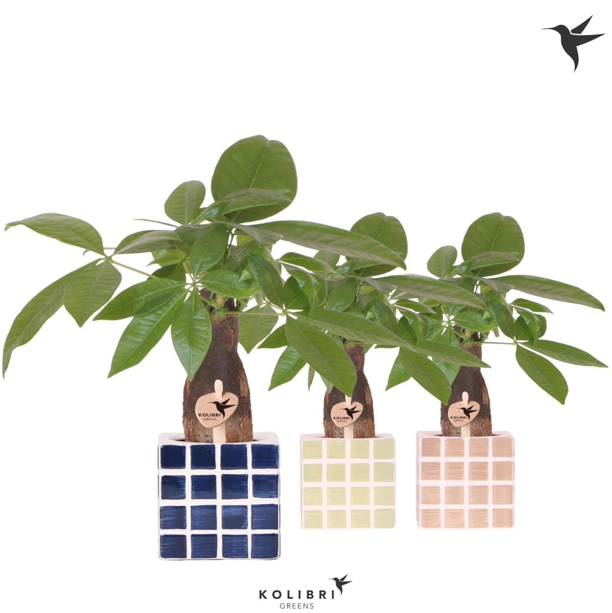 Kolibri Greens Pachira in Mosa pot blue mix, D 9 cm