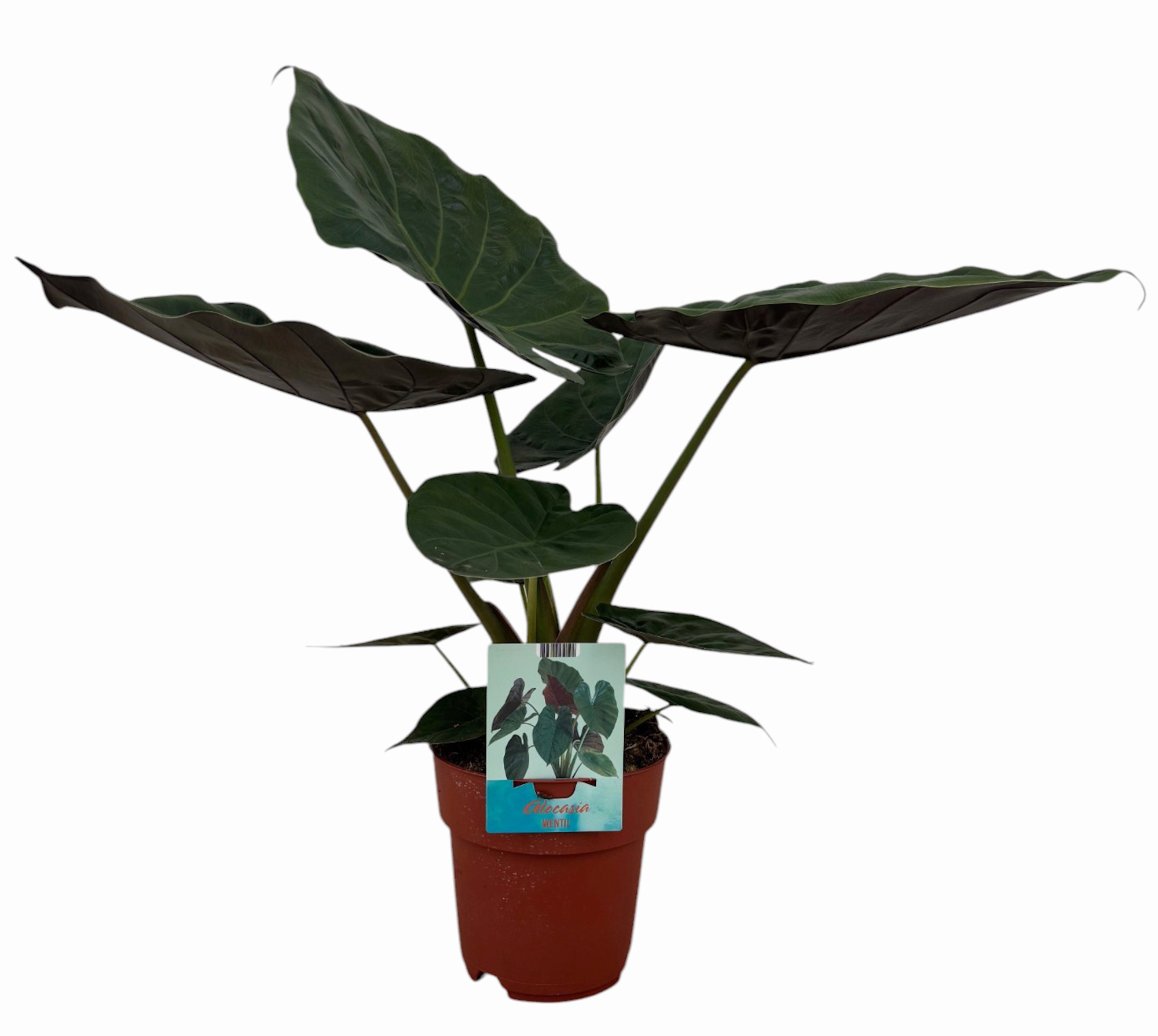 Alocasia Wentii, D 19