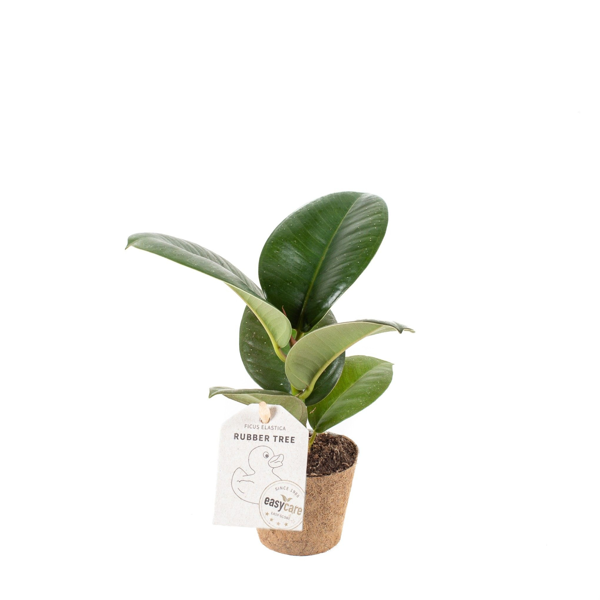 Ficus elastica ´Sofia´ - COCOZ, D 6 cm