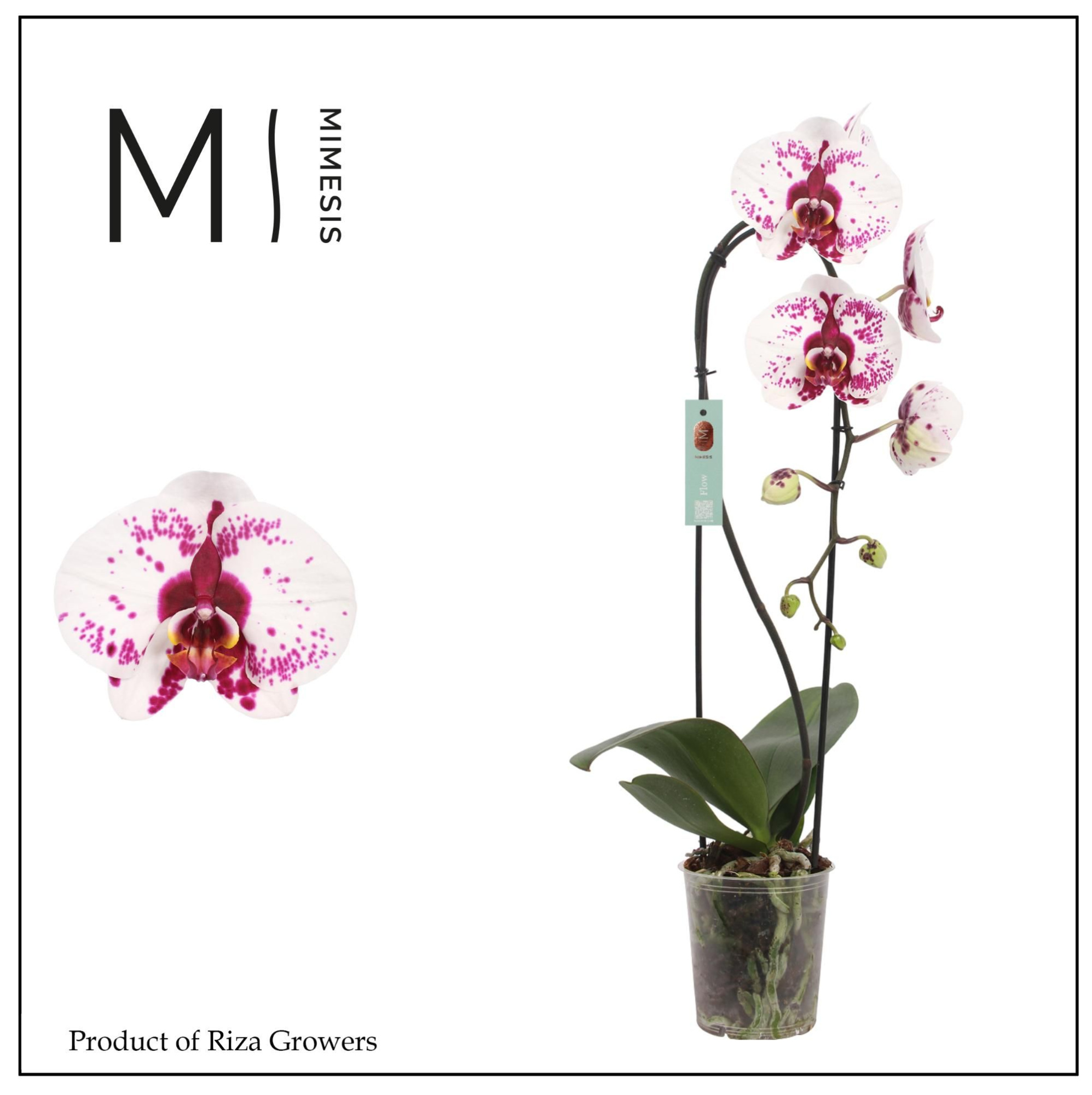 Phalaenopsis Flow Picasso 1 spike - 12cm | Mimesis, D 12 cm