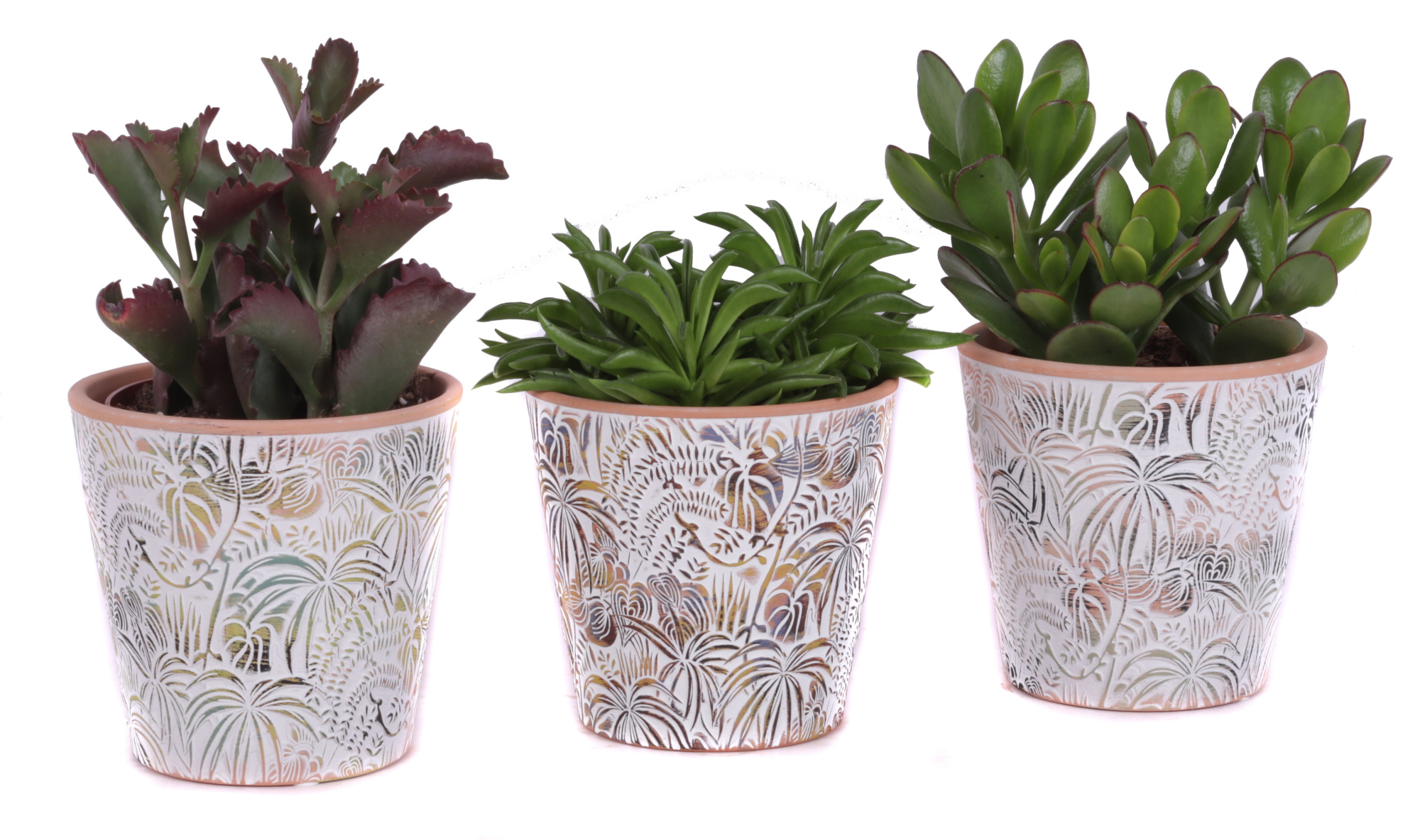 Succulenten mix Ø12cm in Ø14cm Ceramic Pot Jungle, D 14
