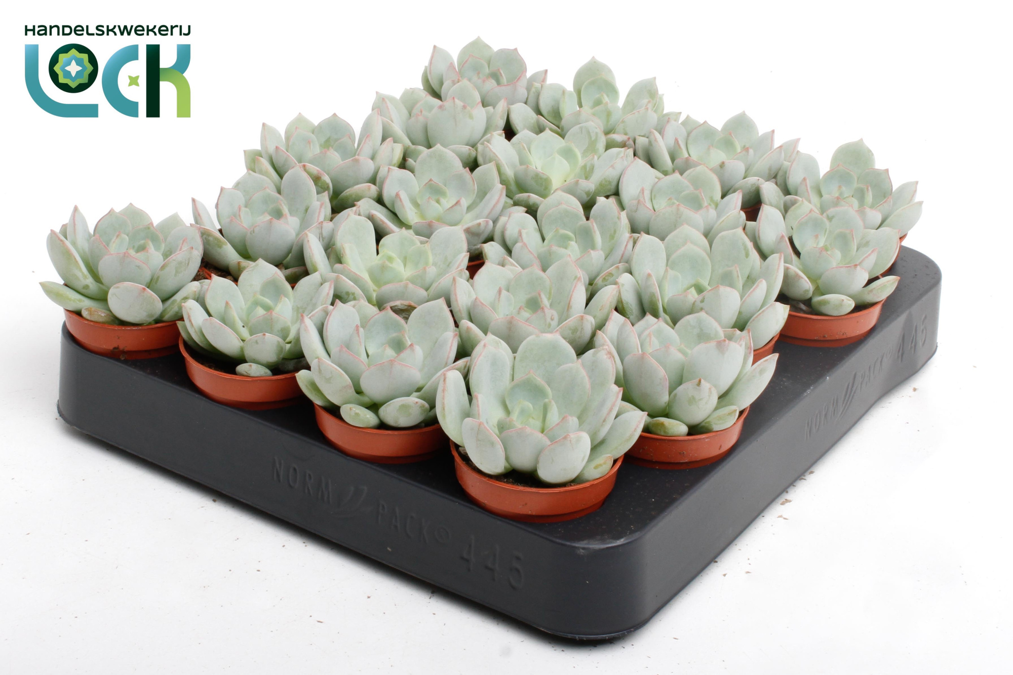 Echeveria Secunda, D 5,5