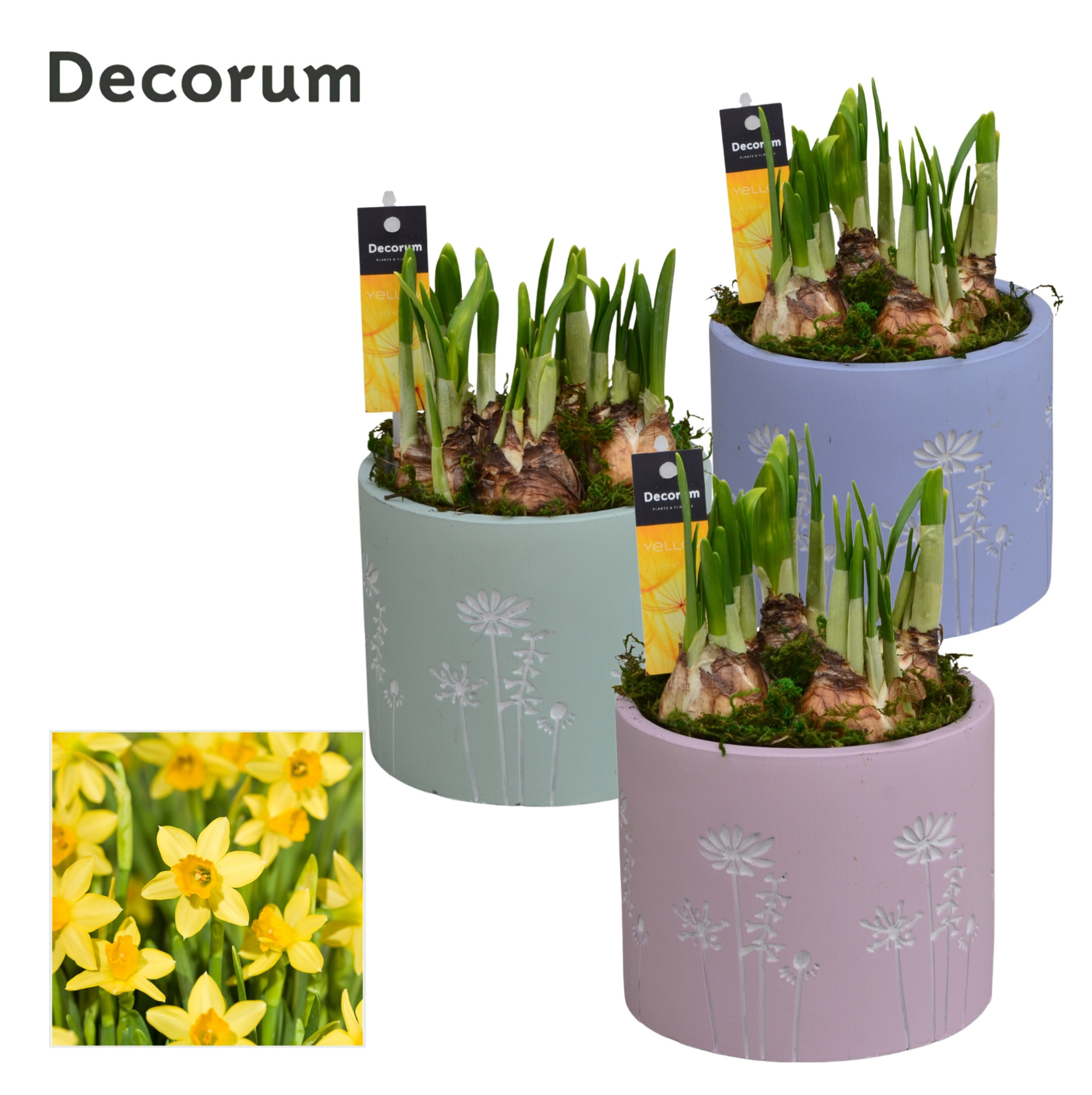 Narcis Whisper Flower GM HL15747, D 13