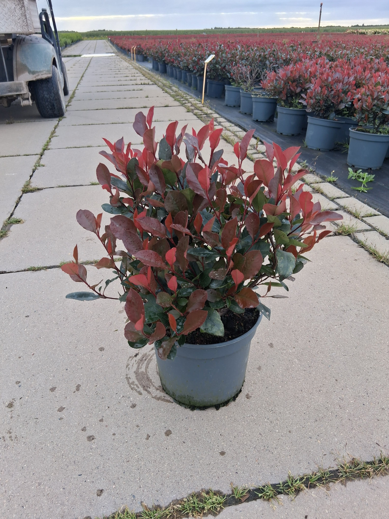 Photinia fra. 'Little Red Robin', D 23 cm