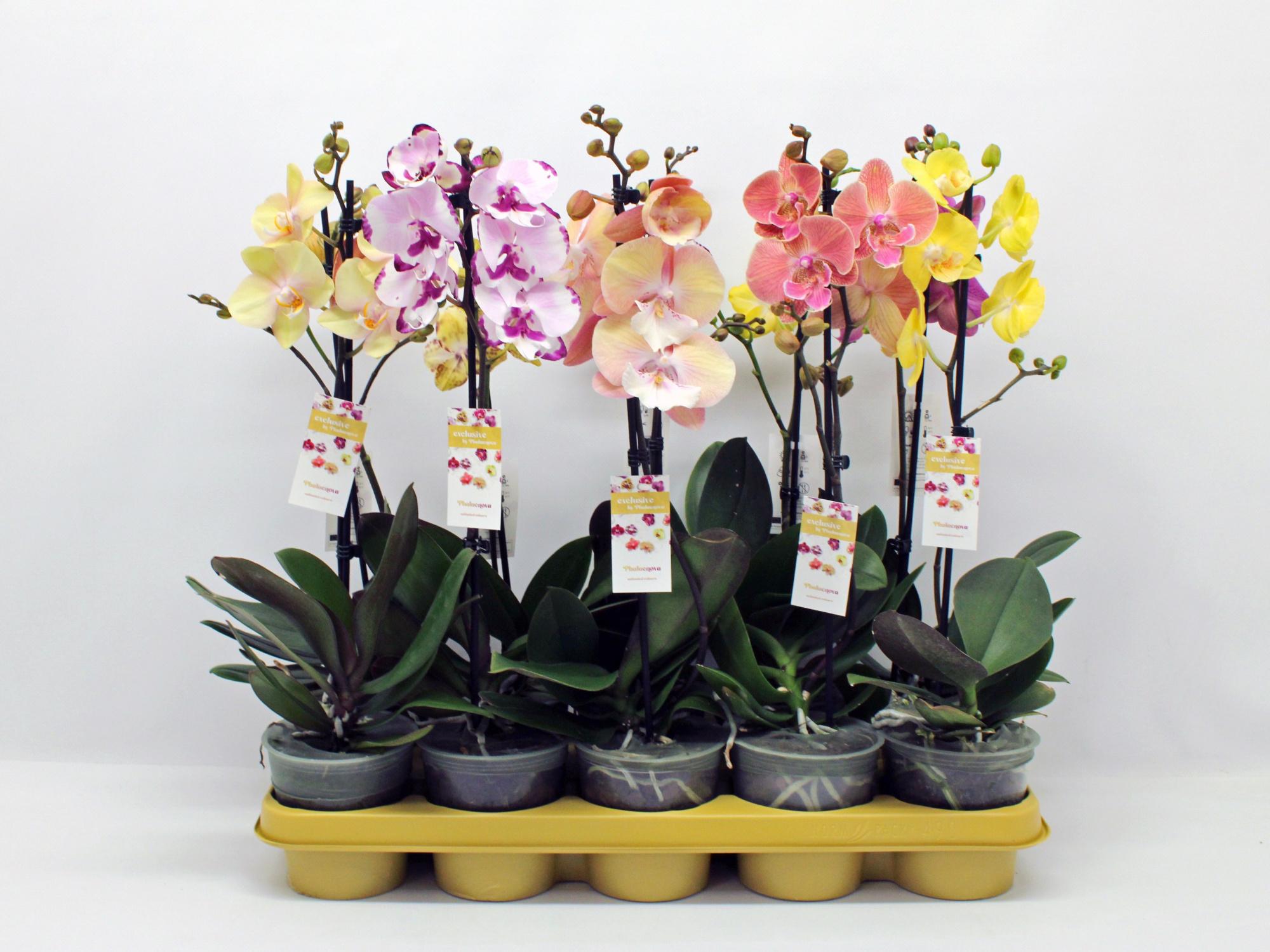 Gemengd 1-tak 50cm (RIJP), D 12 cm