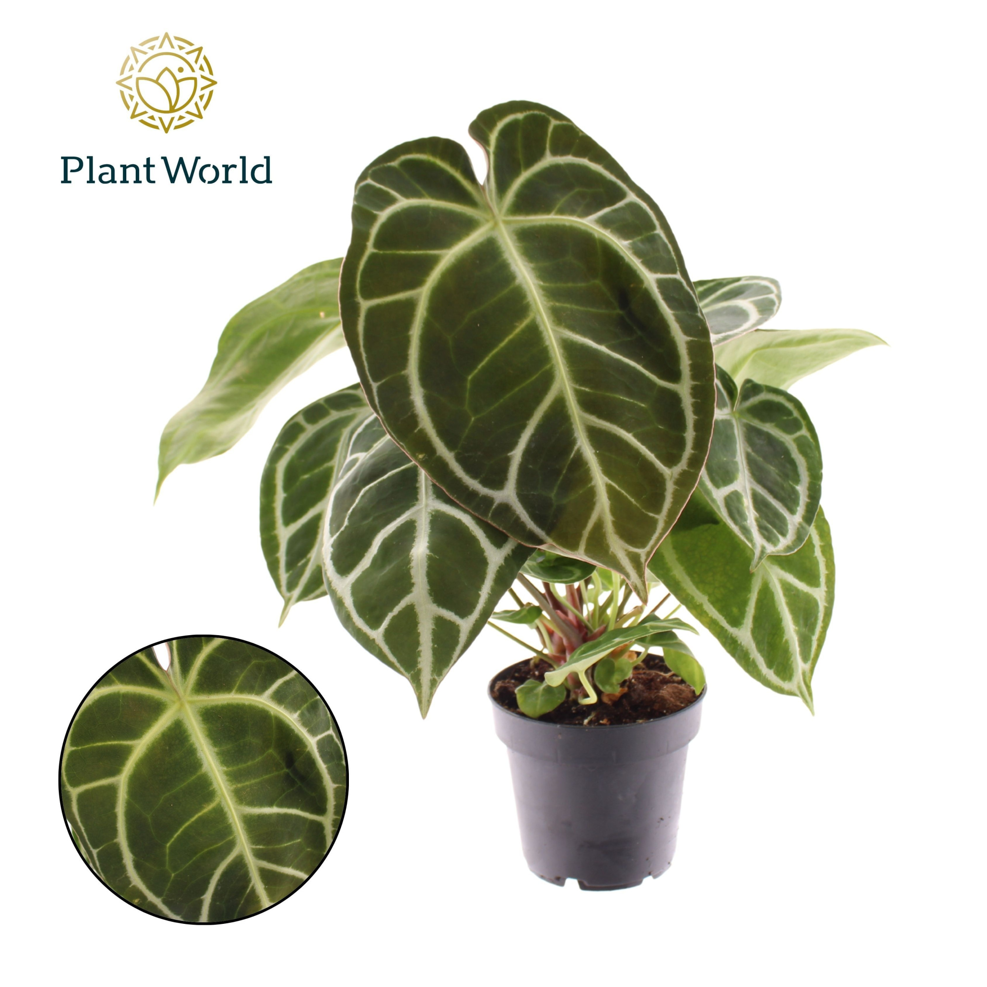 Anthurium Chrystalinnum, D 12 cm